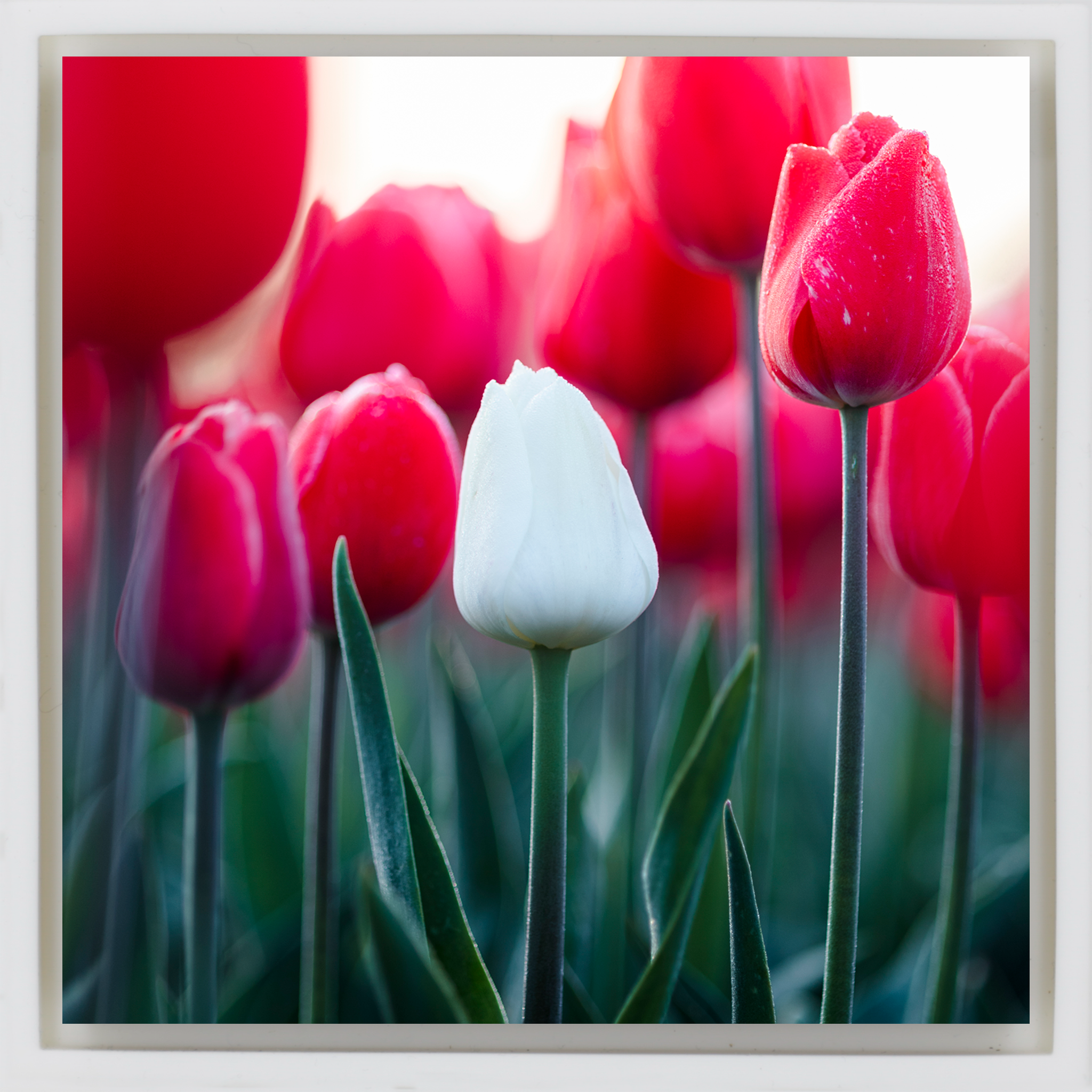 Standing Out - Witte Wrapp