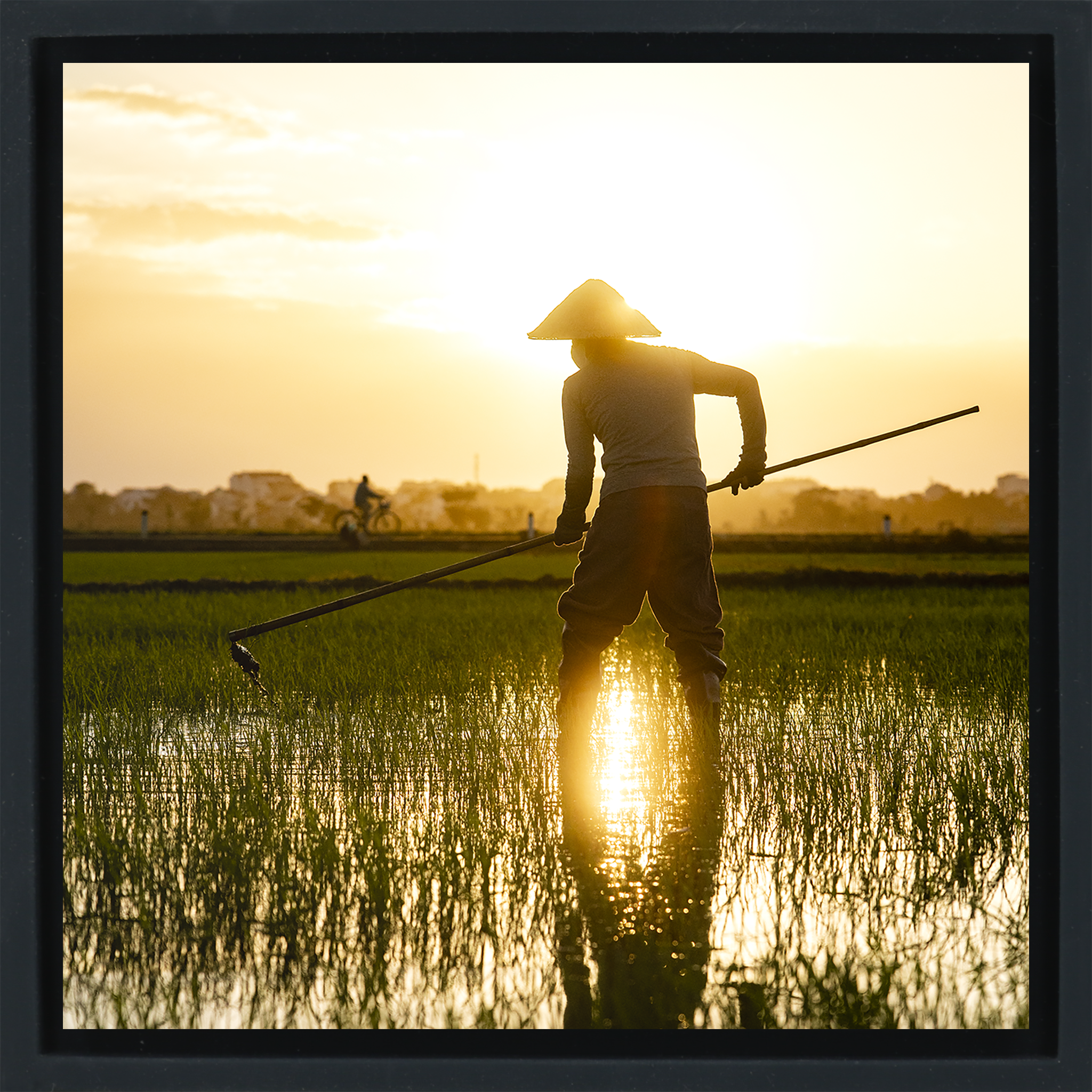 The Rice Farmer- Black Wrapp