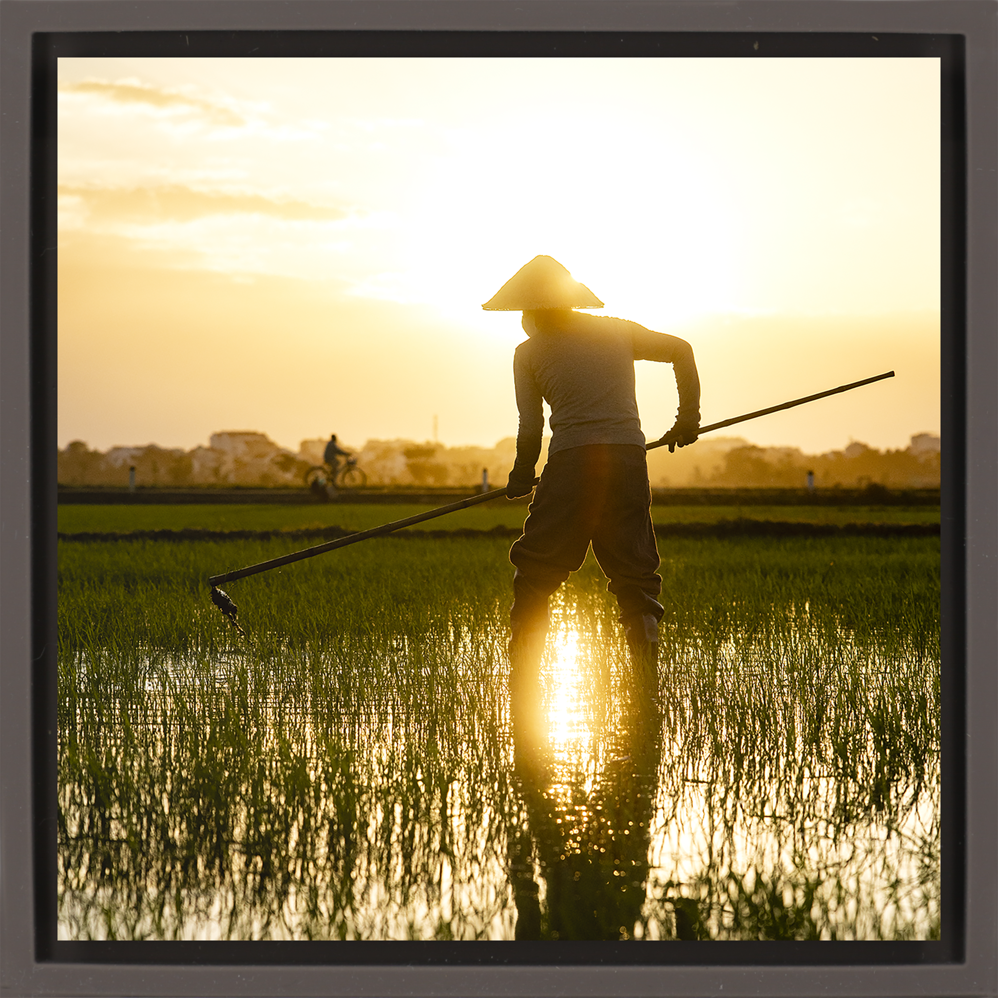 The Rice Farmer- Brown Wrapp