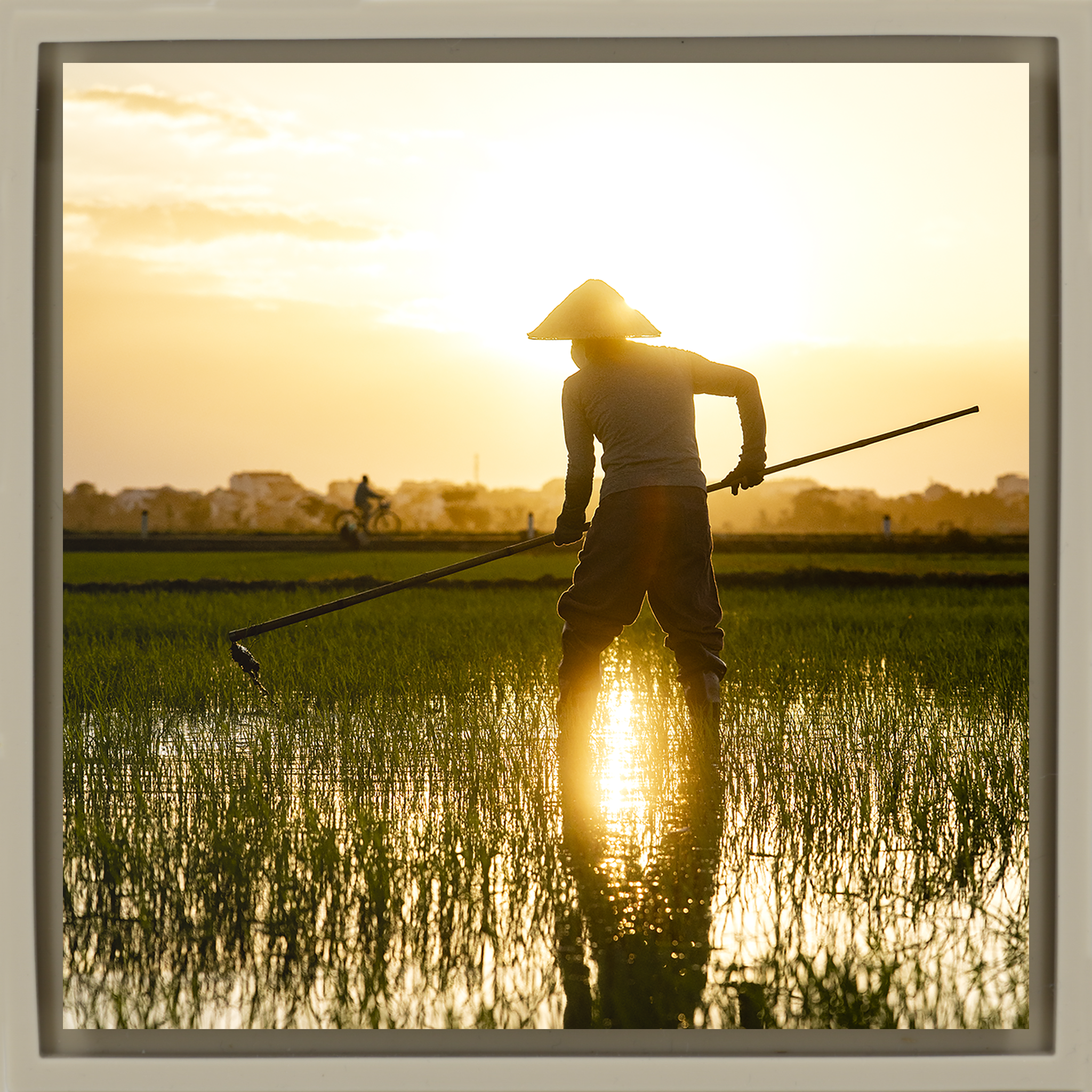 The Rice Farmer- Sand Wrapp