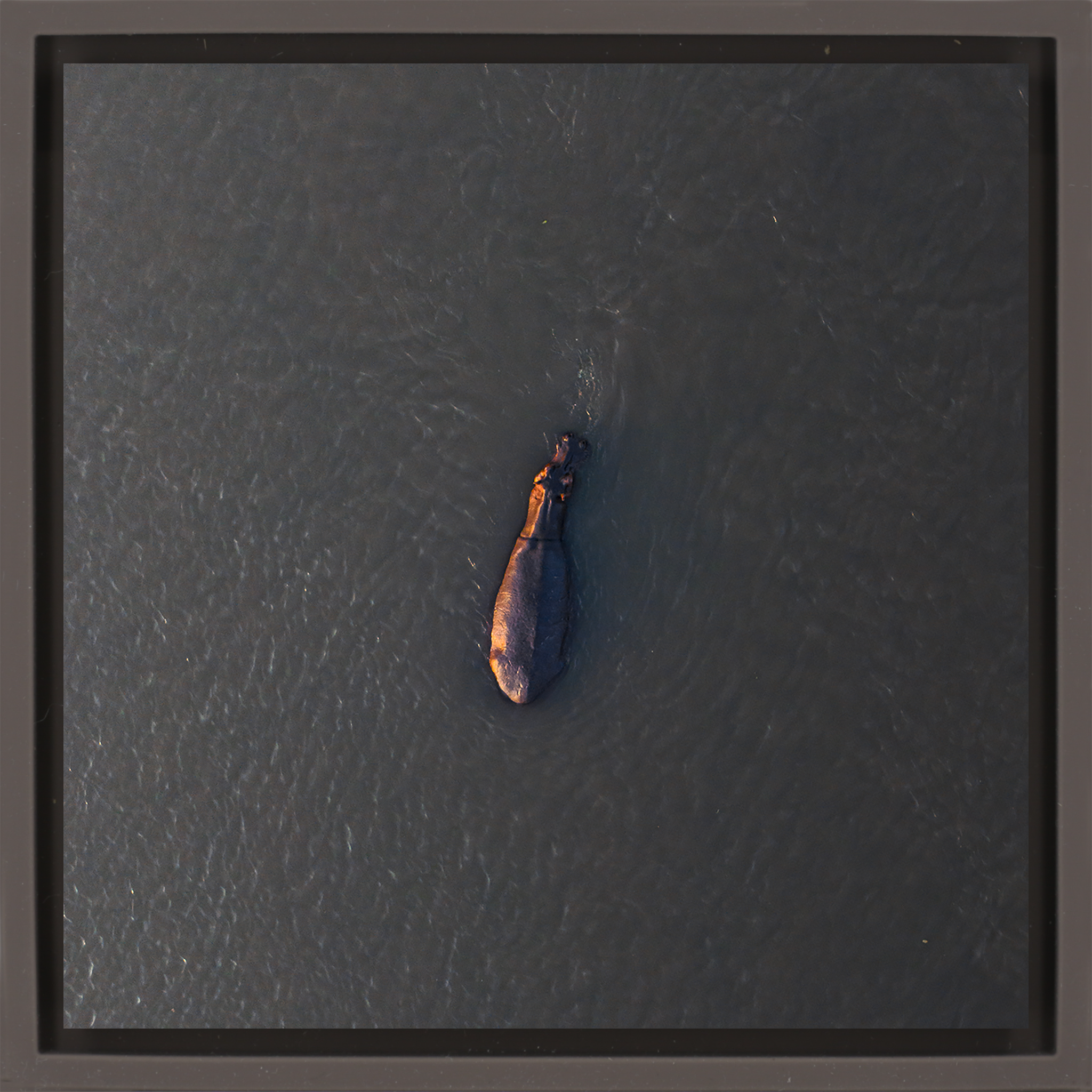 River Giant- Brown Wrapp