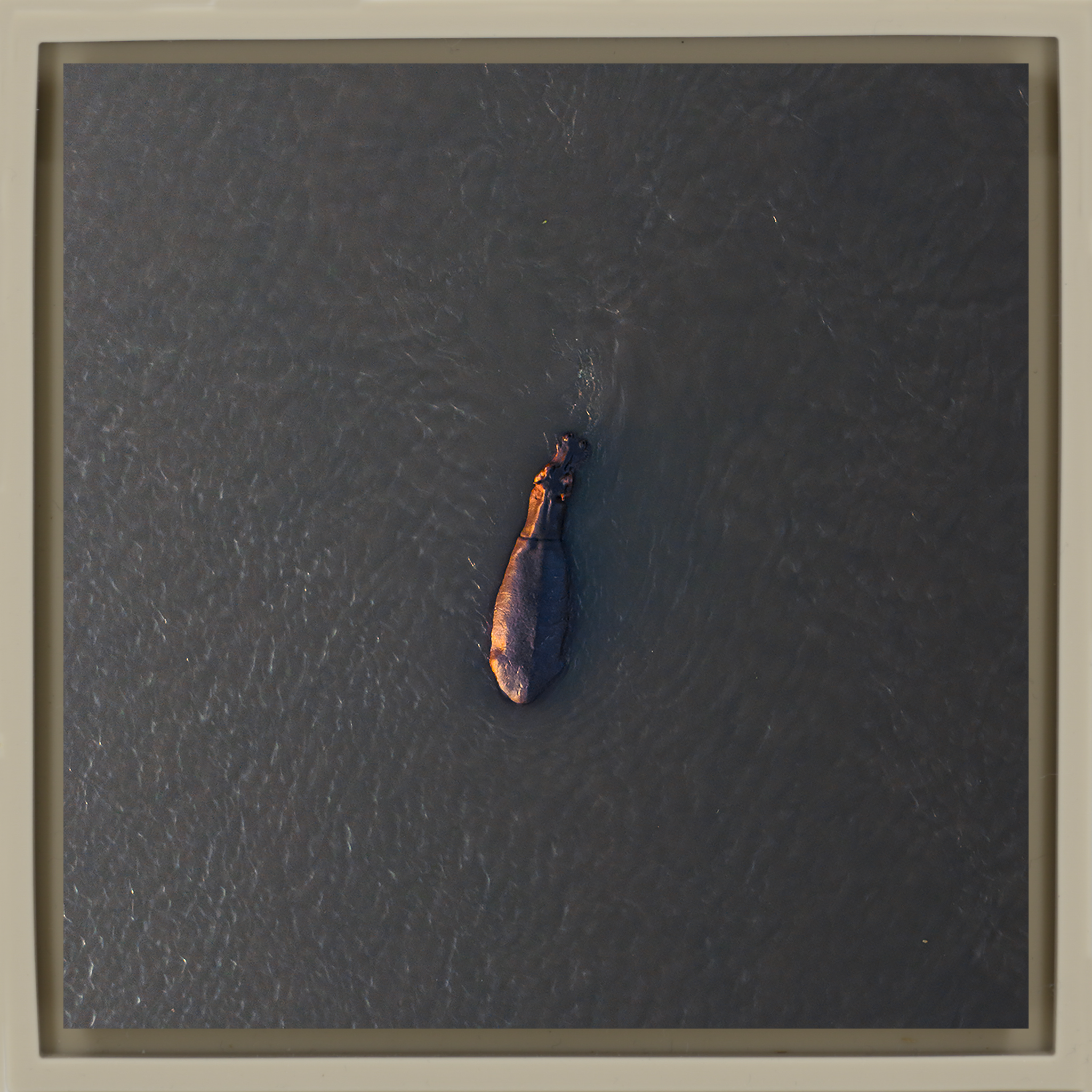 River Giant- Sand Wrapp