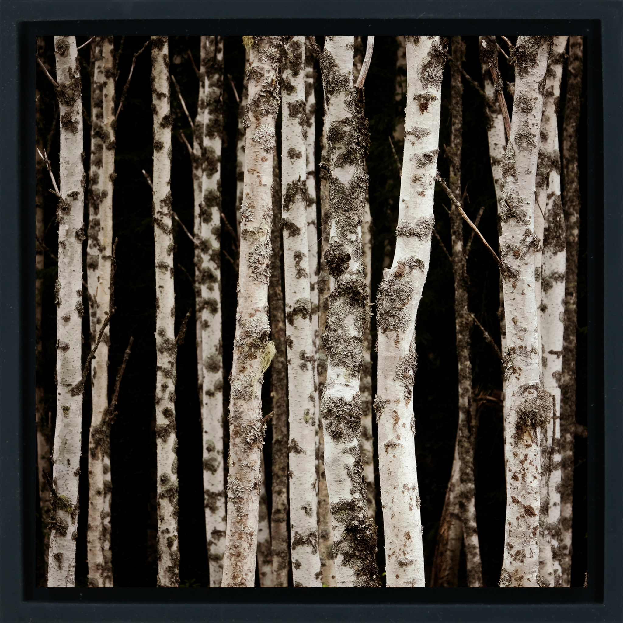 Forrest of the Finns - Zwarte Wrapp