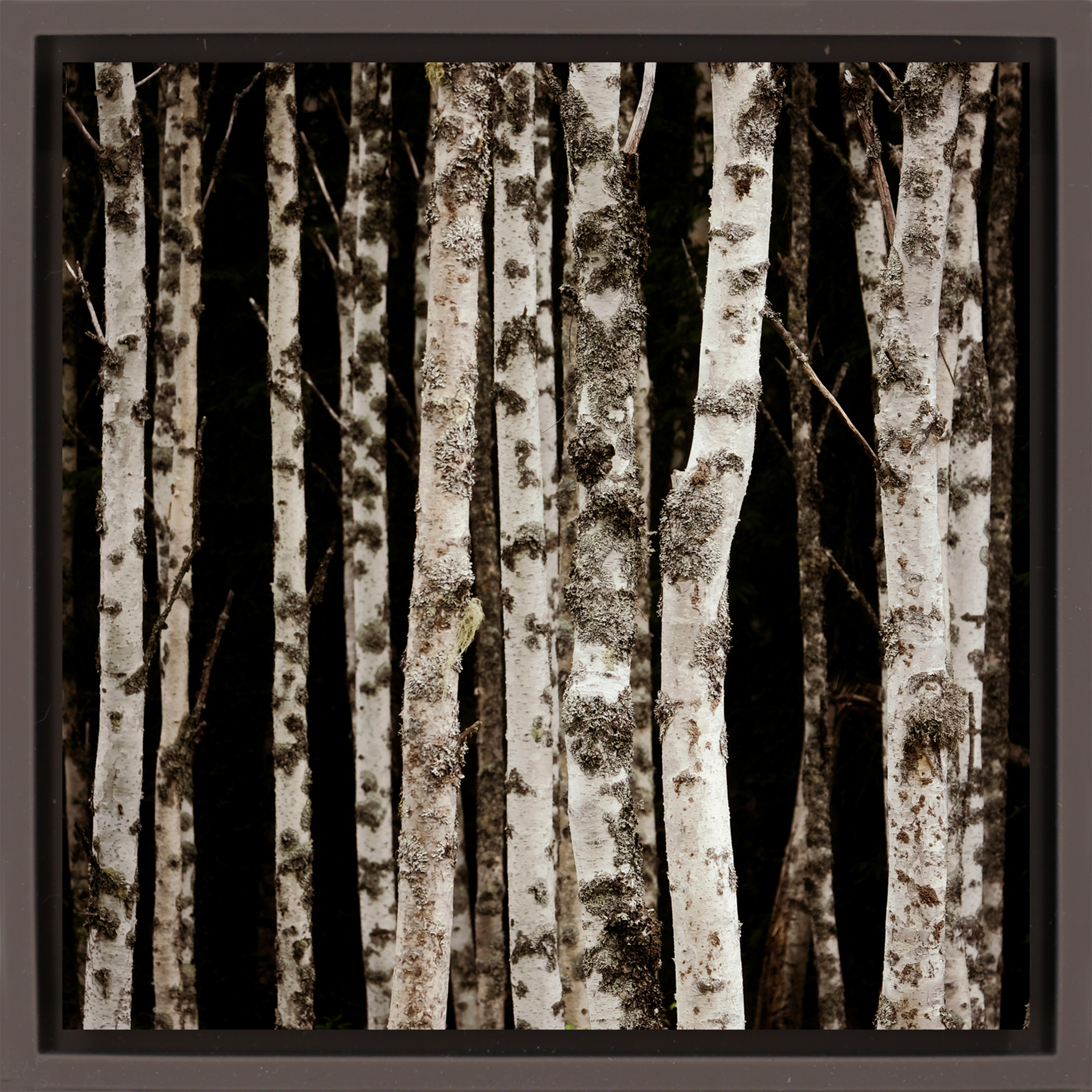 Forrest of the Finns - Bruine Wrapp