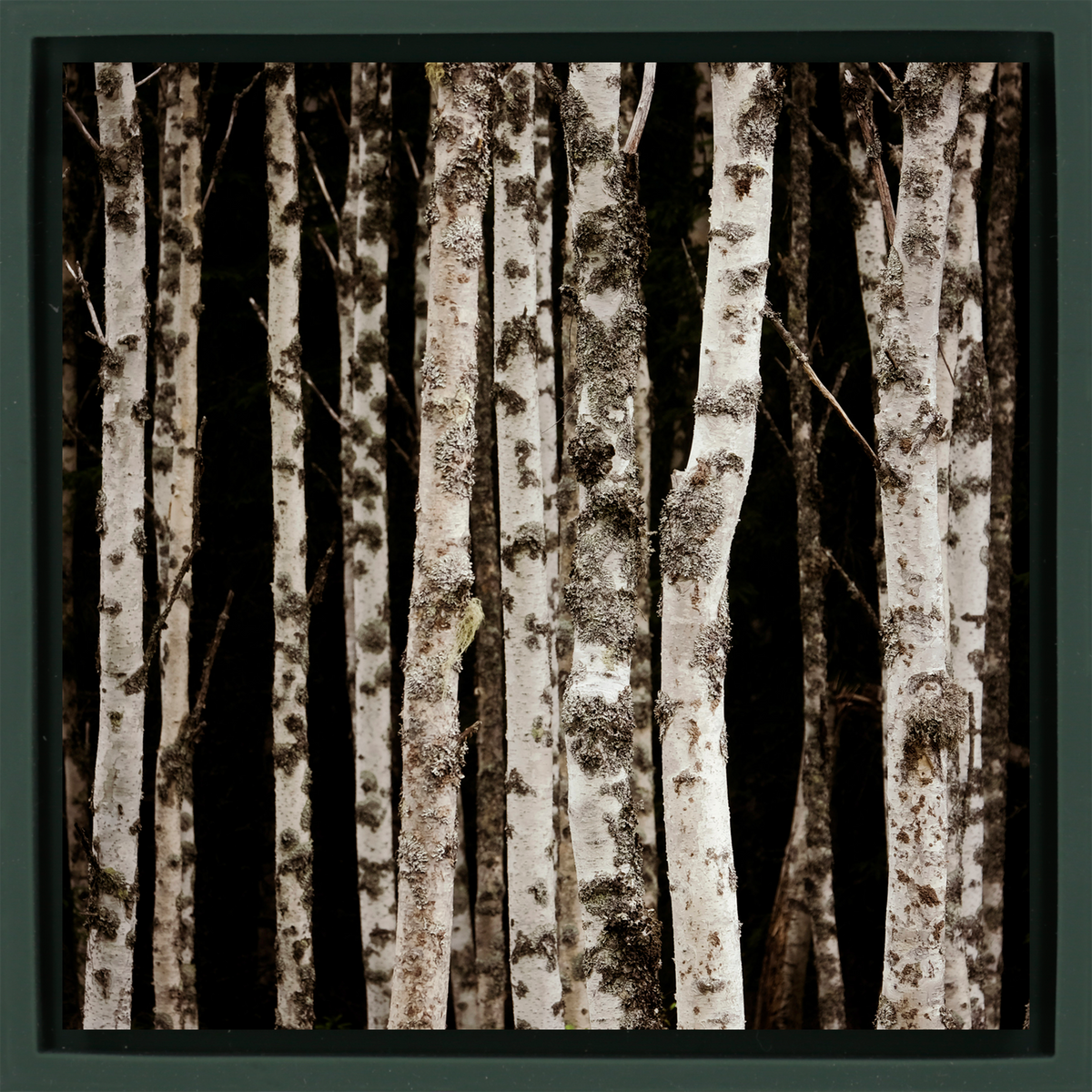 Forrest of the Finns