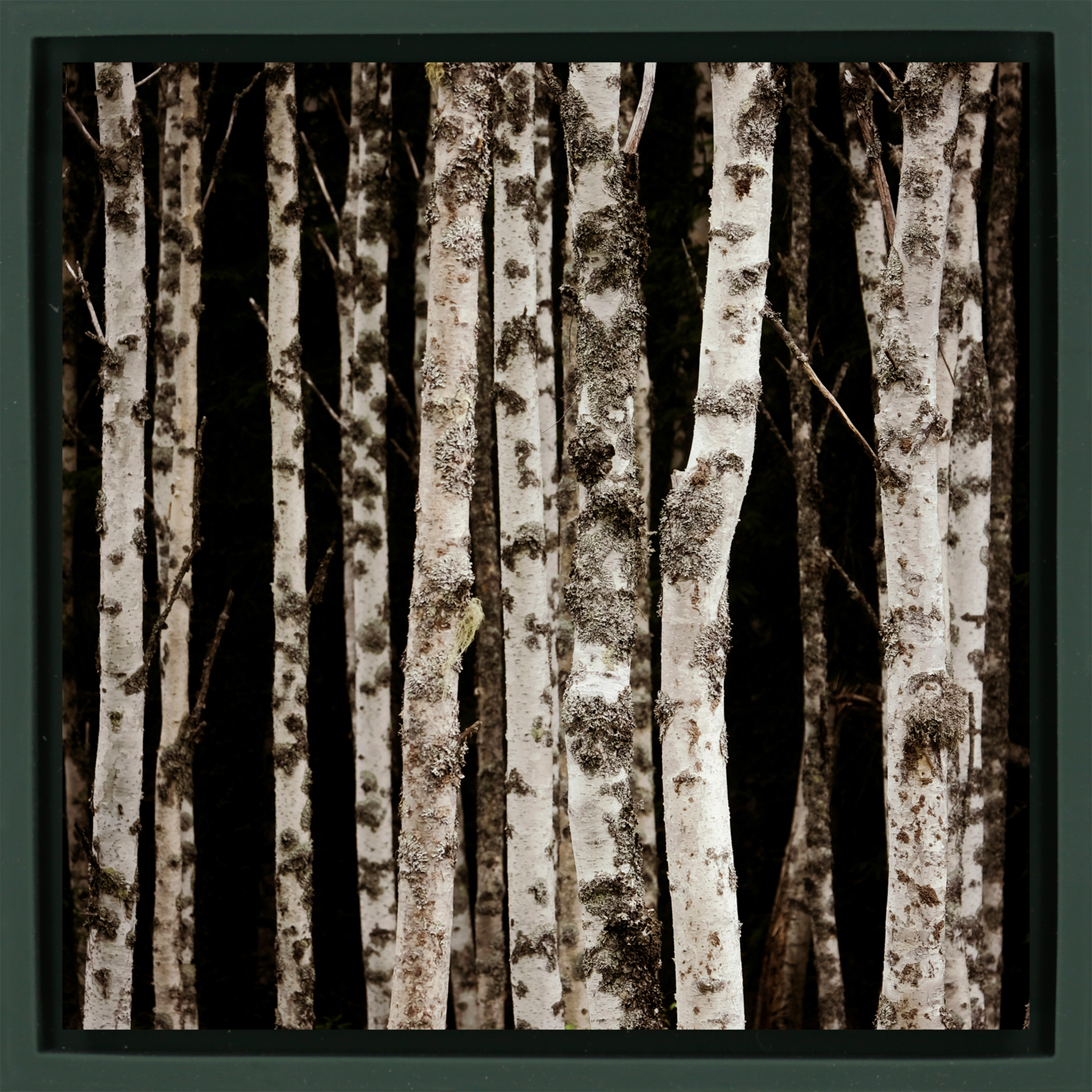 Forrest of the Finns - Donkergroene Wrapp