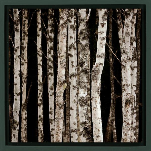 Forrest of the Finns - Dark Green Wrapp