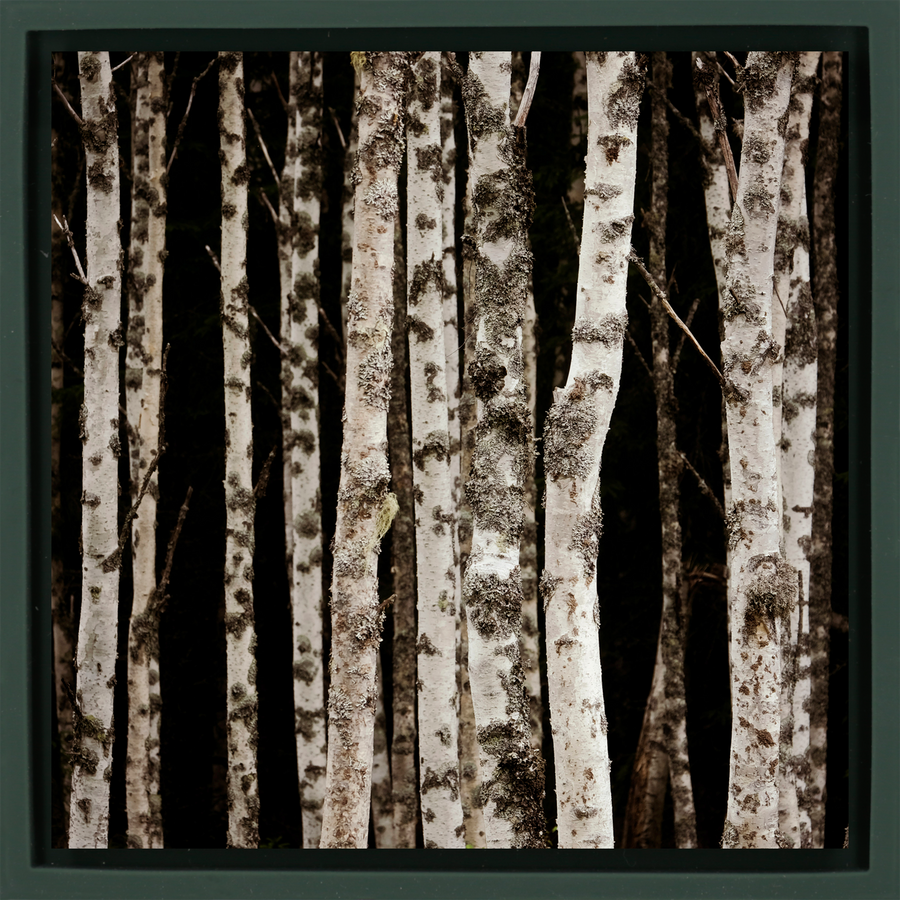 Forrest of the Finns - Dark Green Wrapp