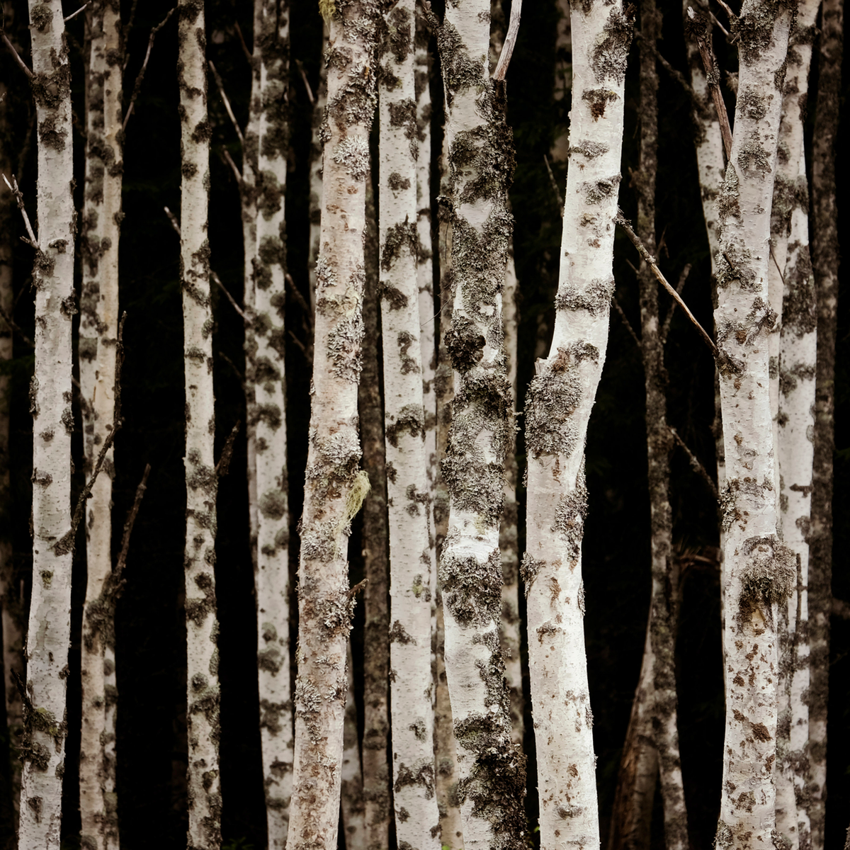 Forrest of the Finns