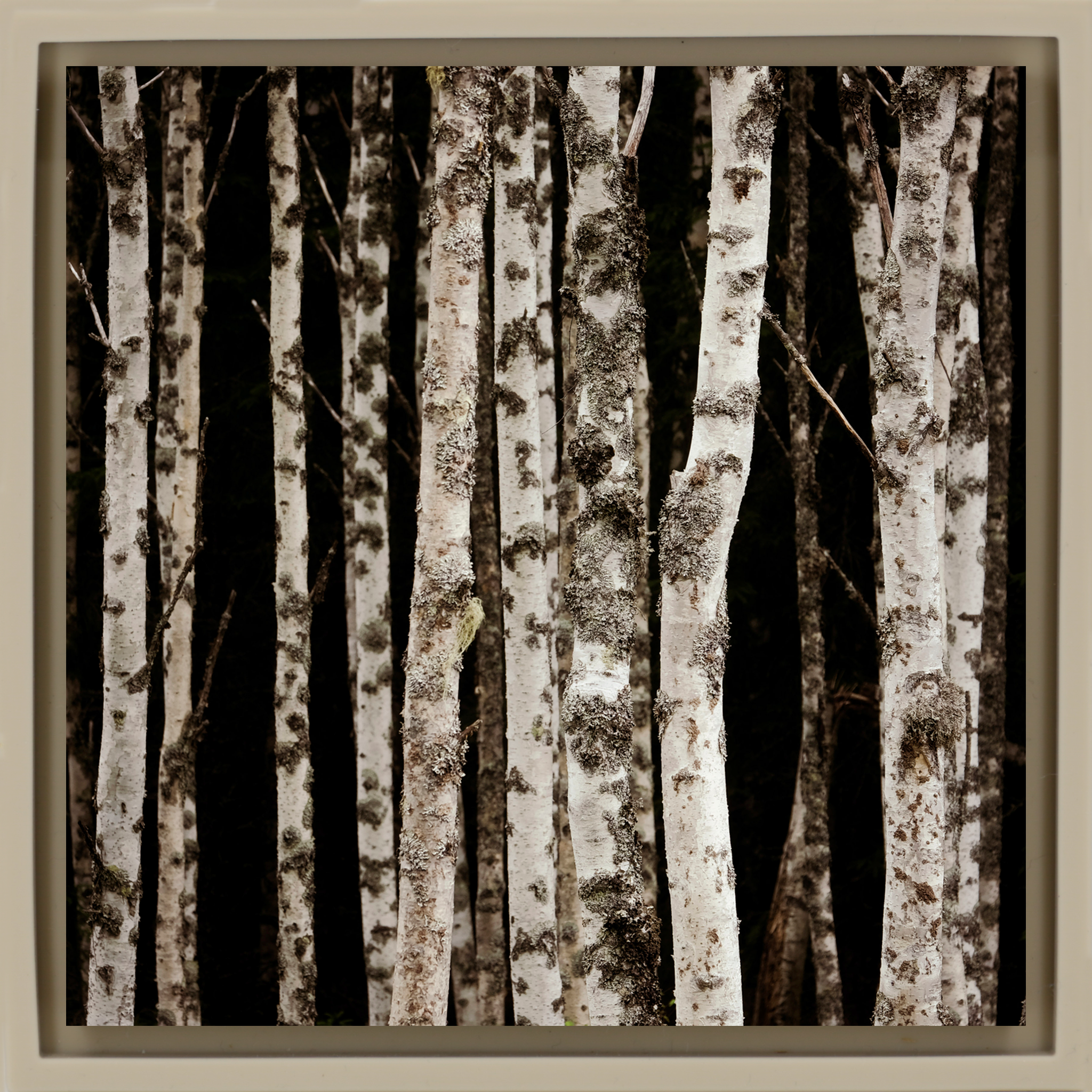 Forrest of the Finns - Zandkleurige Wrapp