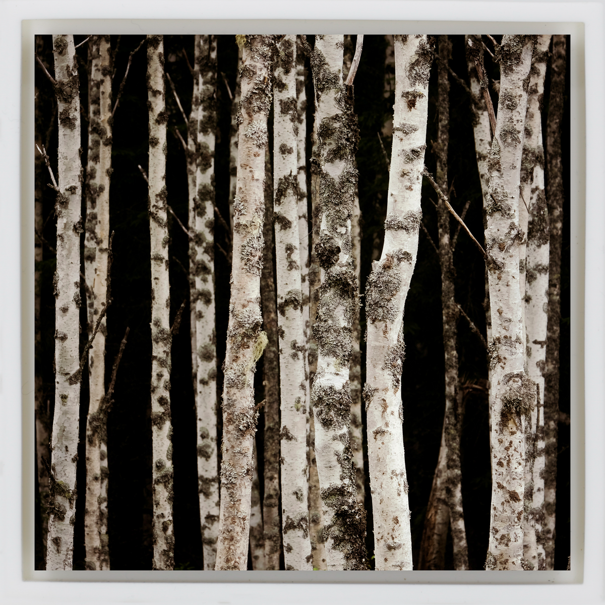 Forrest of the Finns