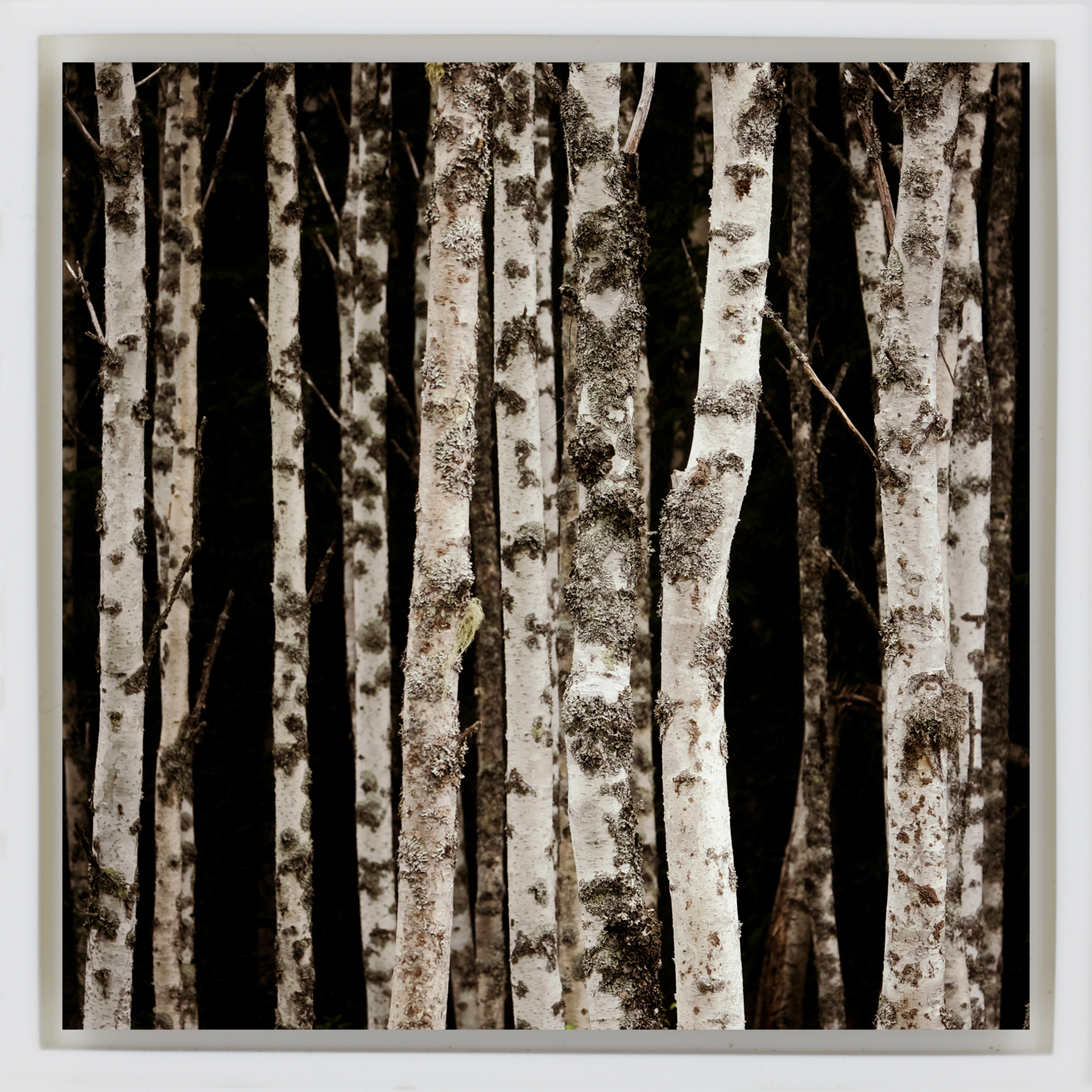 Forrest of the Finns - Witte Wrapp
