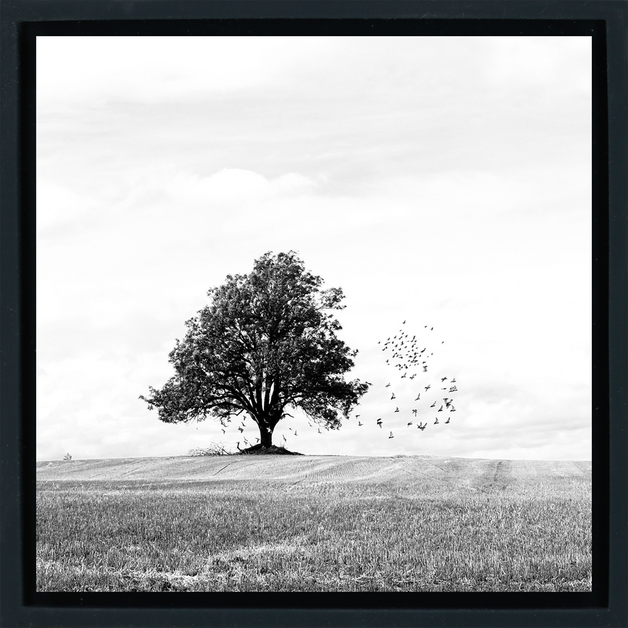 Autumn - Black Wrapp