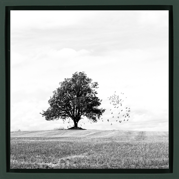 Autumn - Dark Green Wrapp
