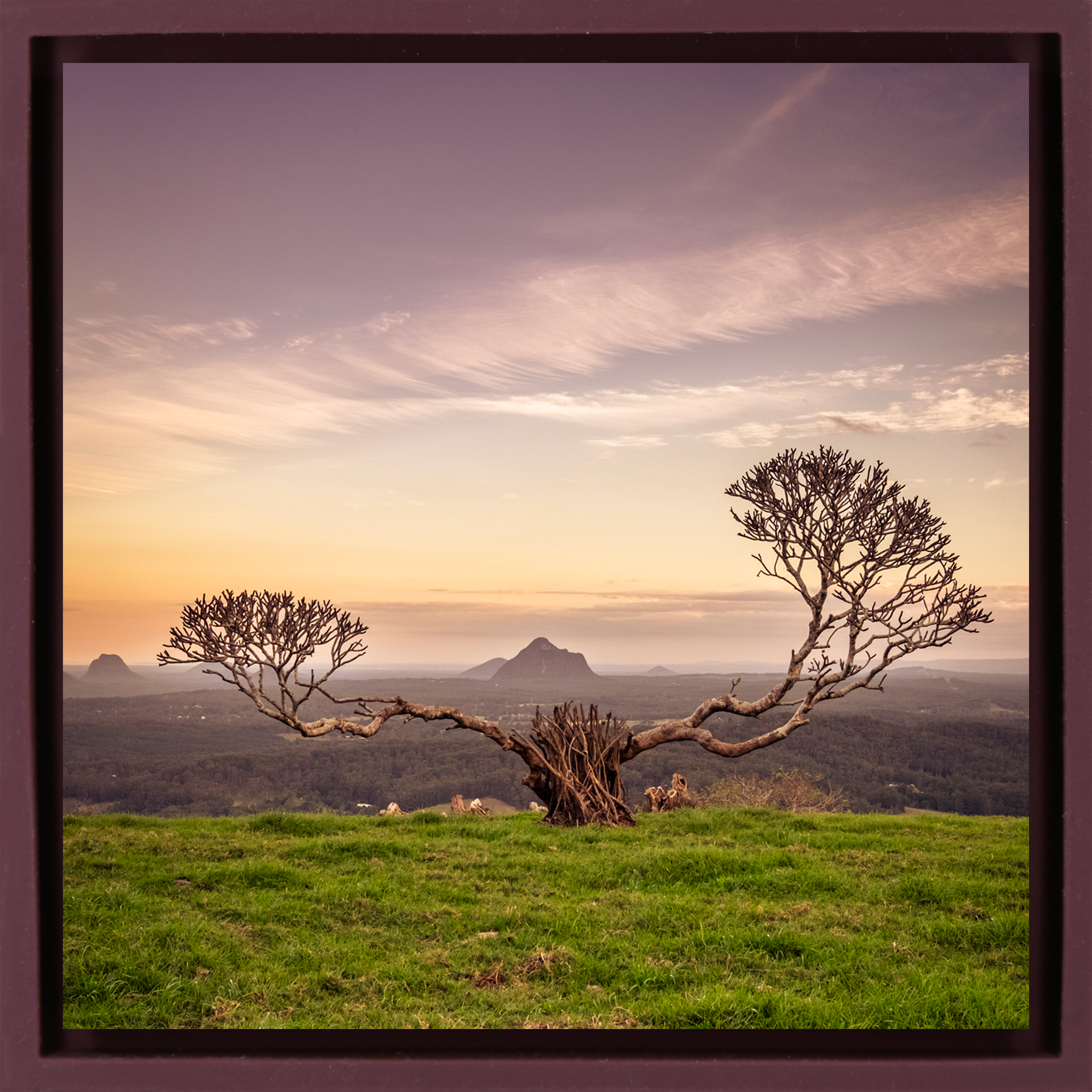 The Reach of Australia - Paarse Wrapp