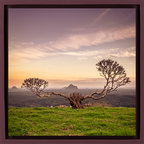 The Reach of Australia - Paarse Wrapp