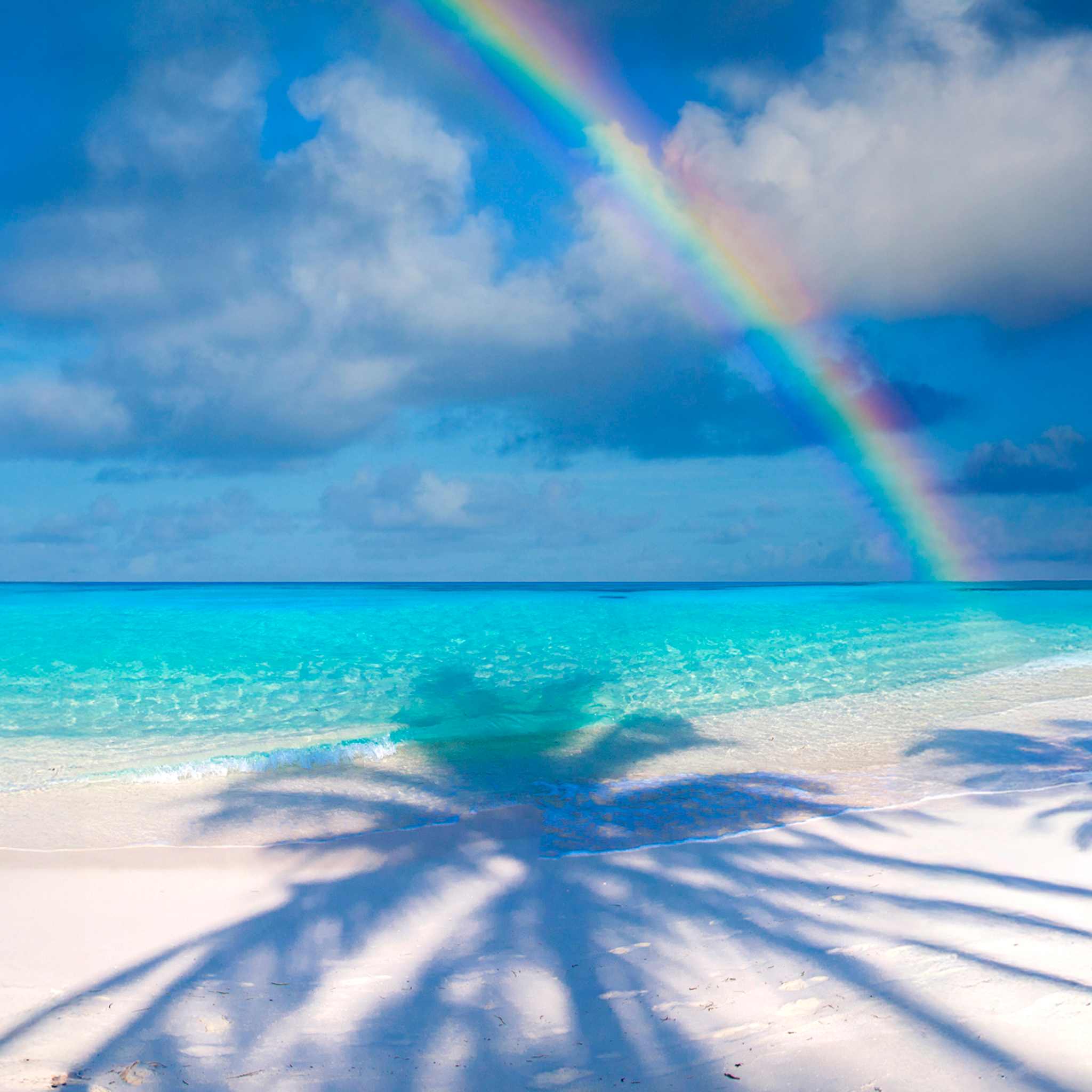 Palm Shadow Bow- Collection: Maldives