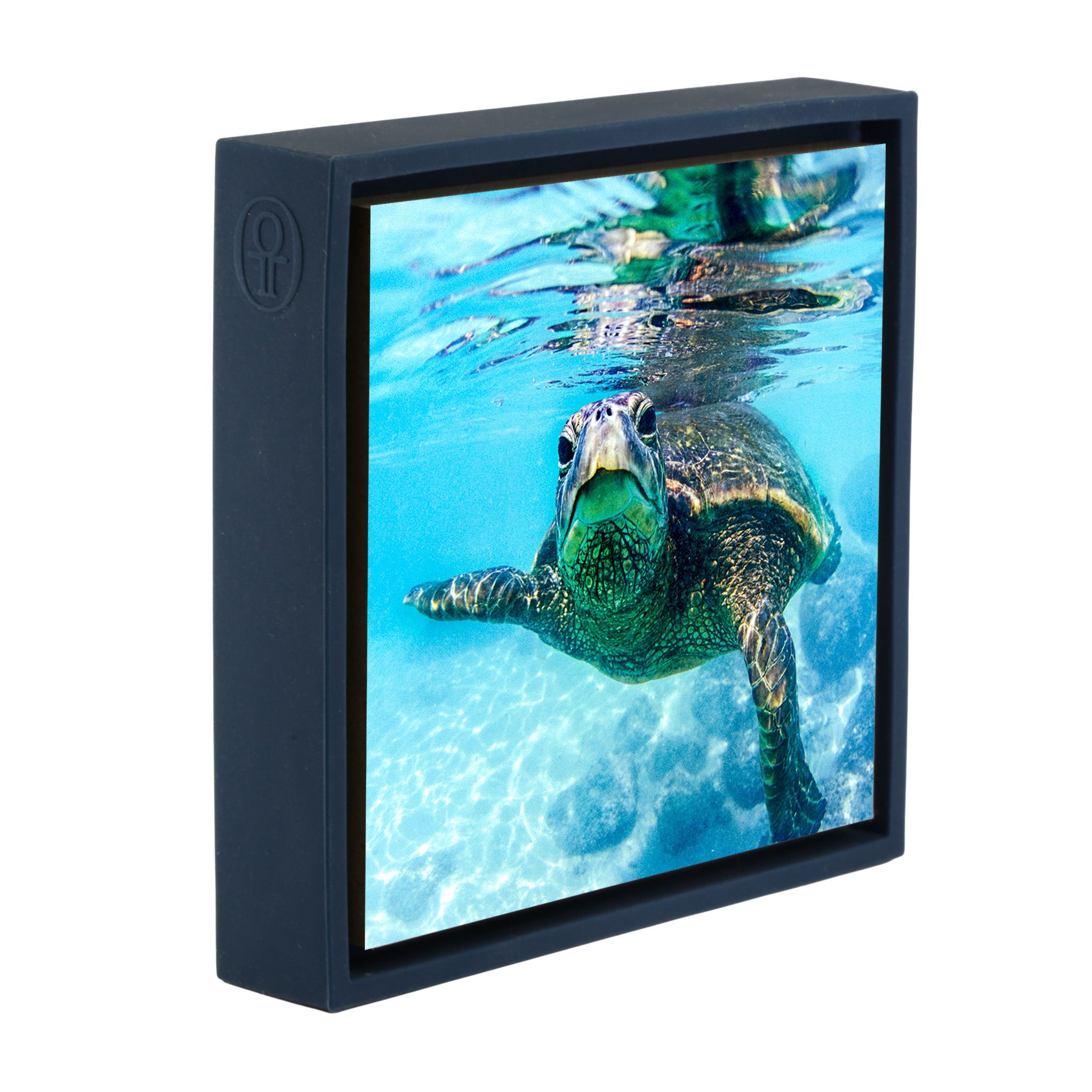 Friendly Turtle- Dark Blue Wrapp