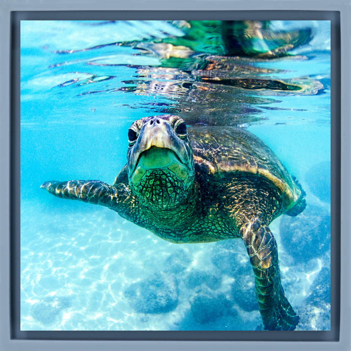Friendly Turtle