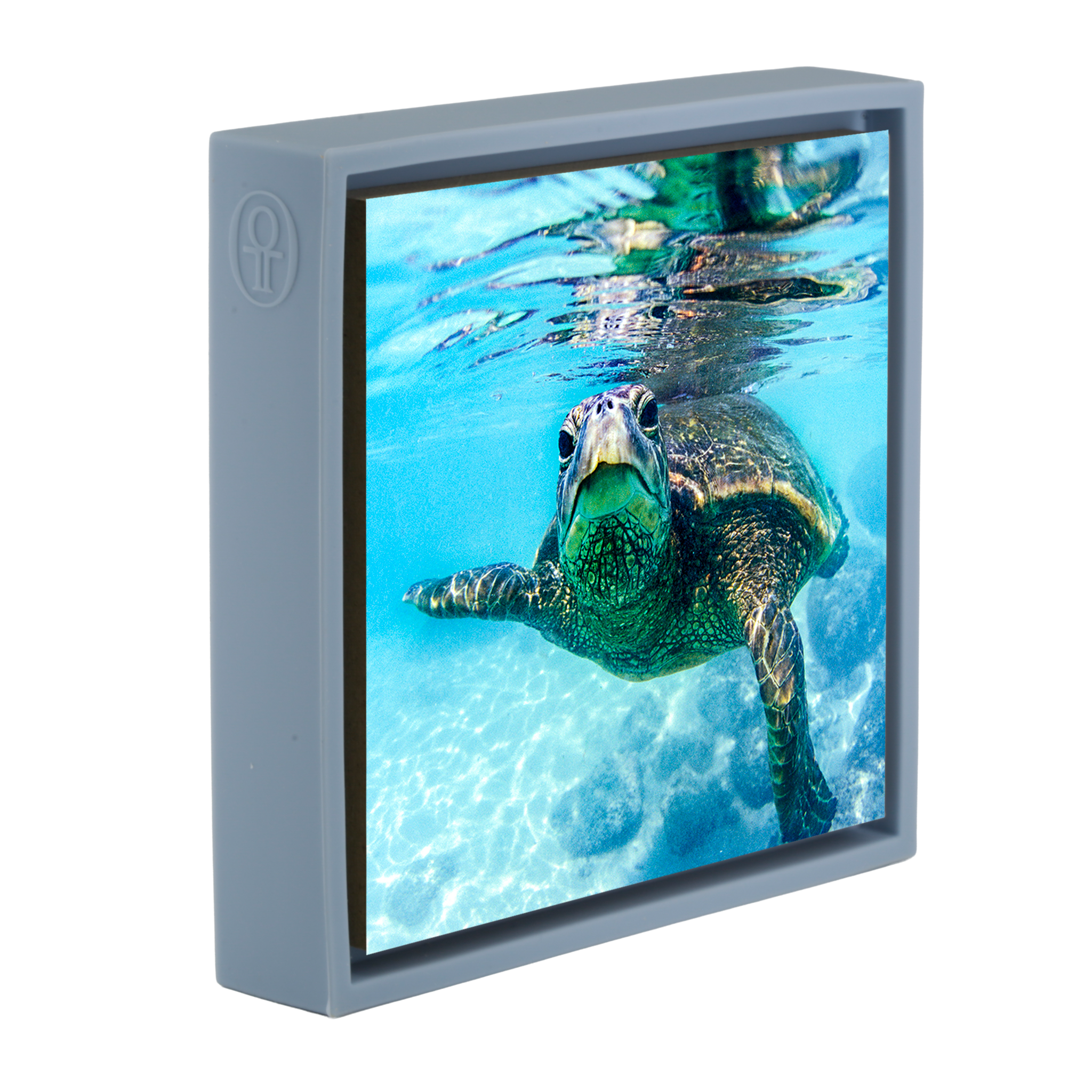 Friendly Turtle- Light Blue Wrapp