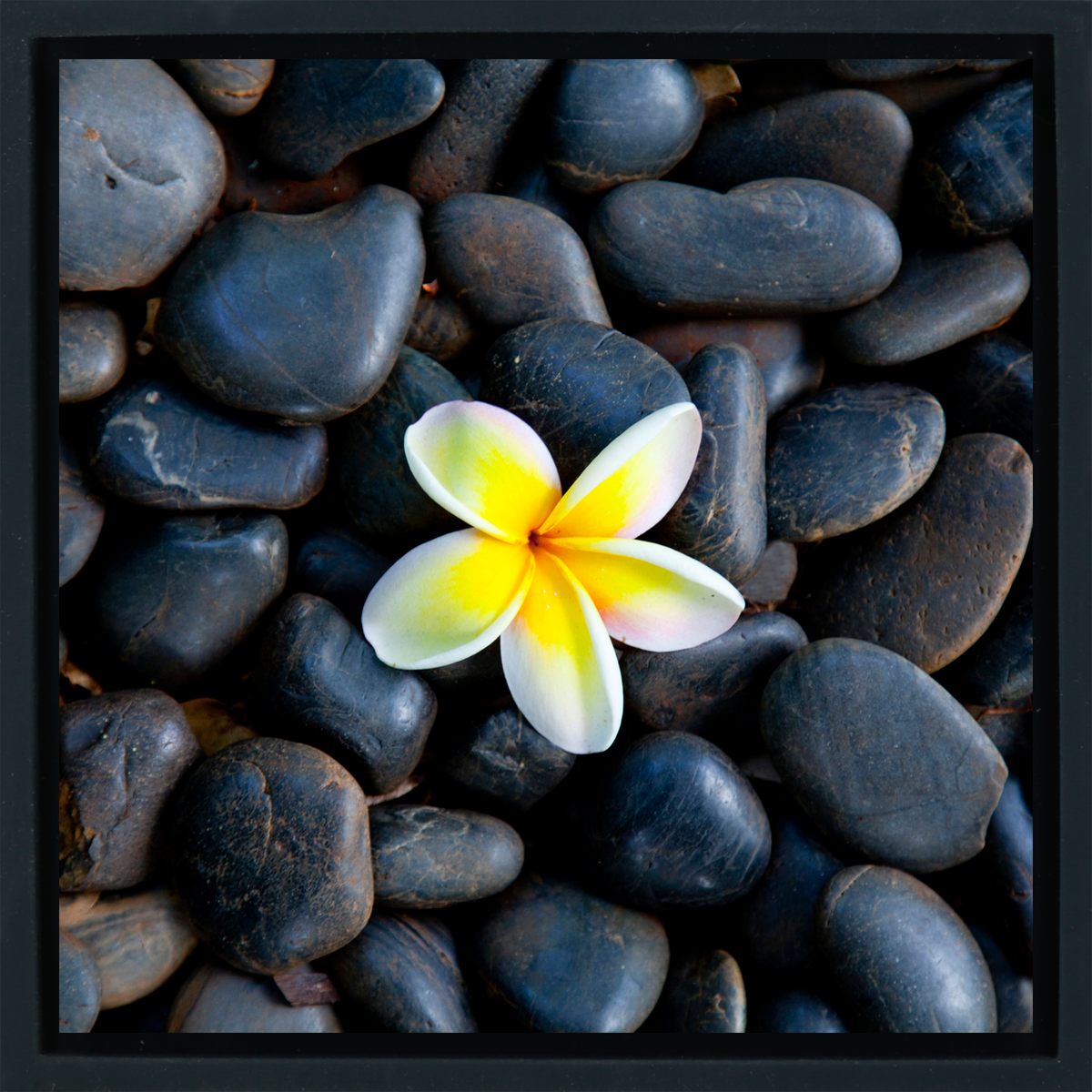 Plumeria Pebbles