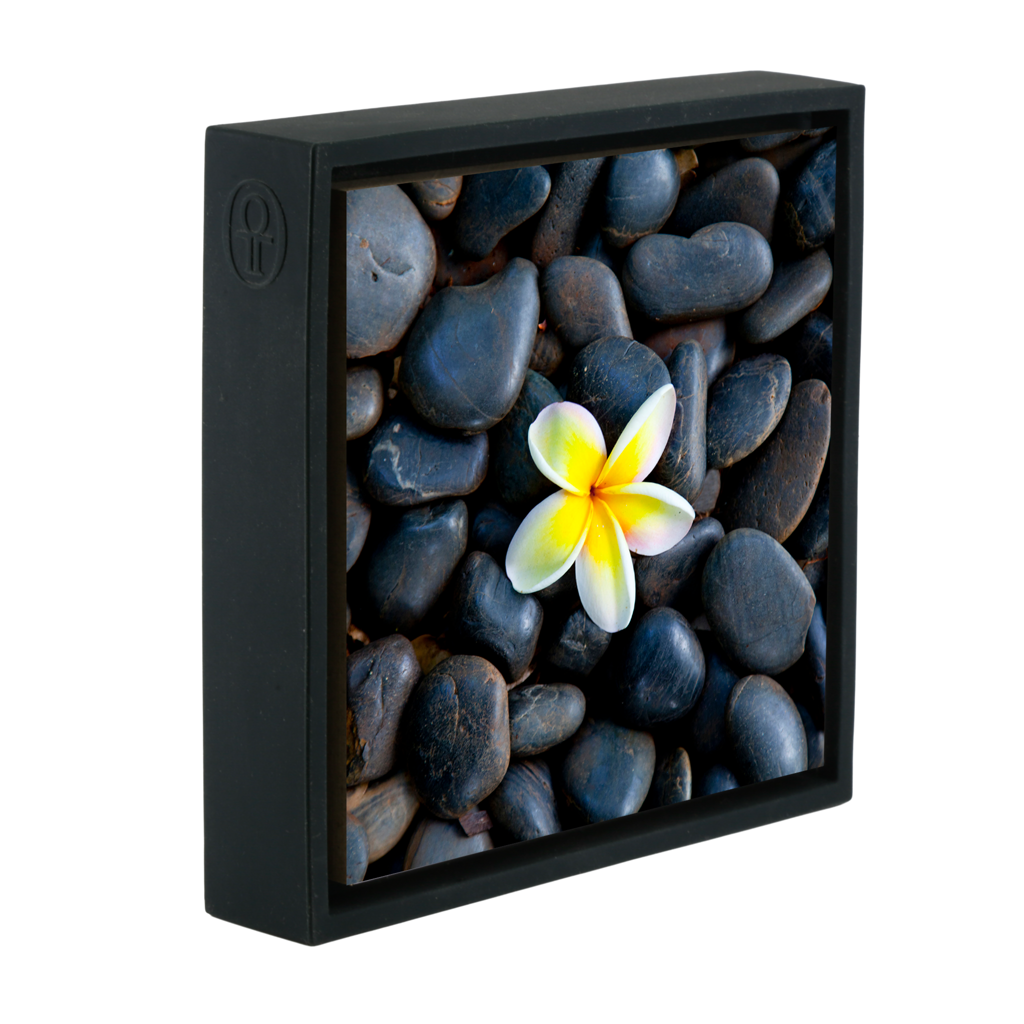 Plumeria Pebbles- Black Wrapp