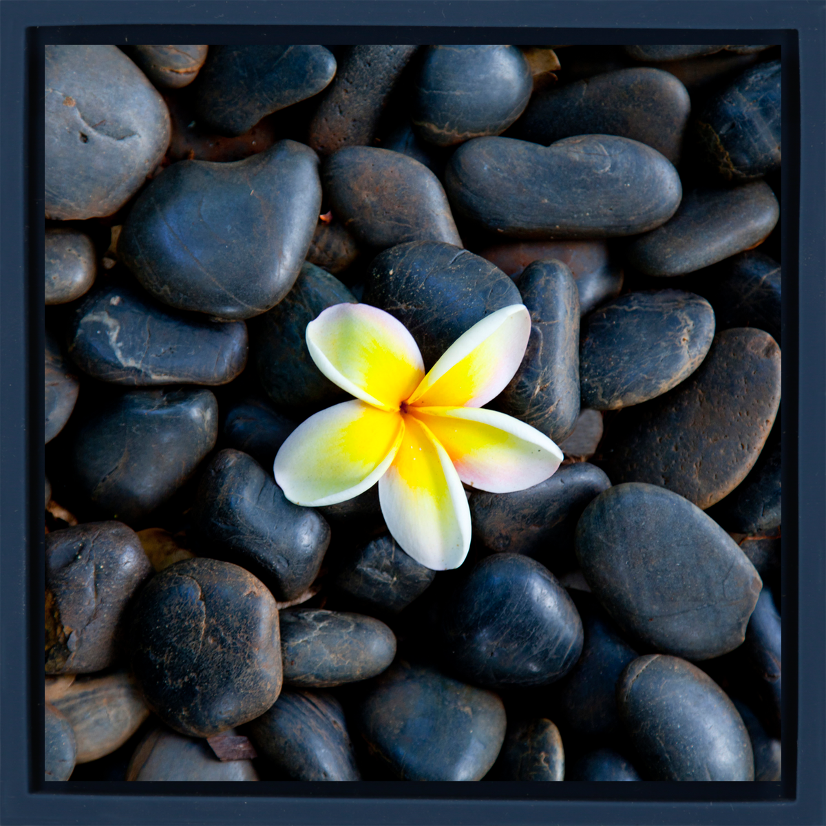 Plumeria Pebbles