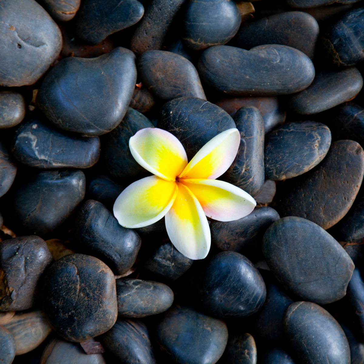 Plumeria Pebbles