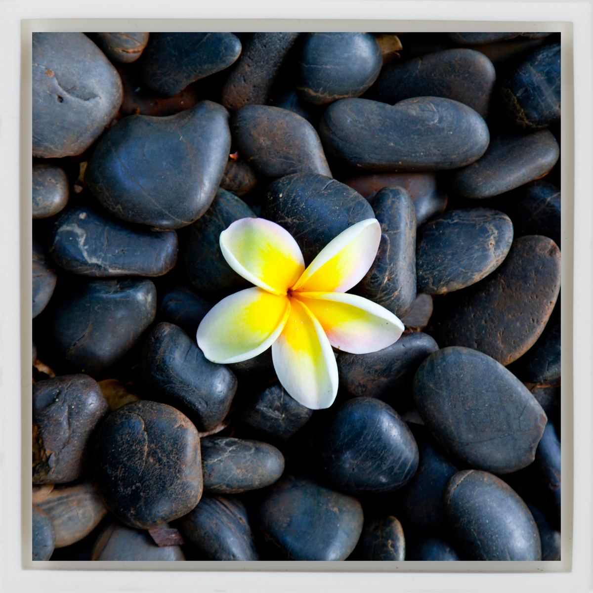 Plumeria Pebbles