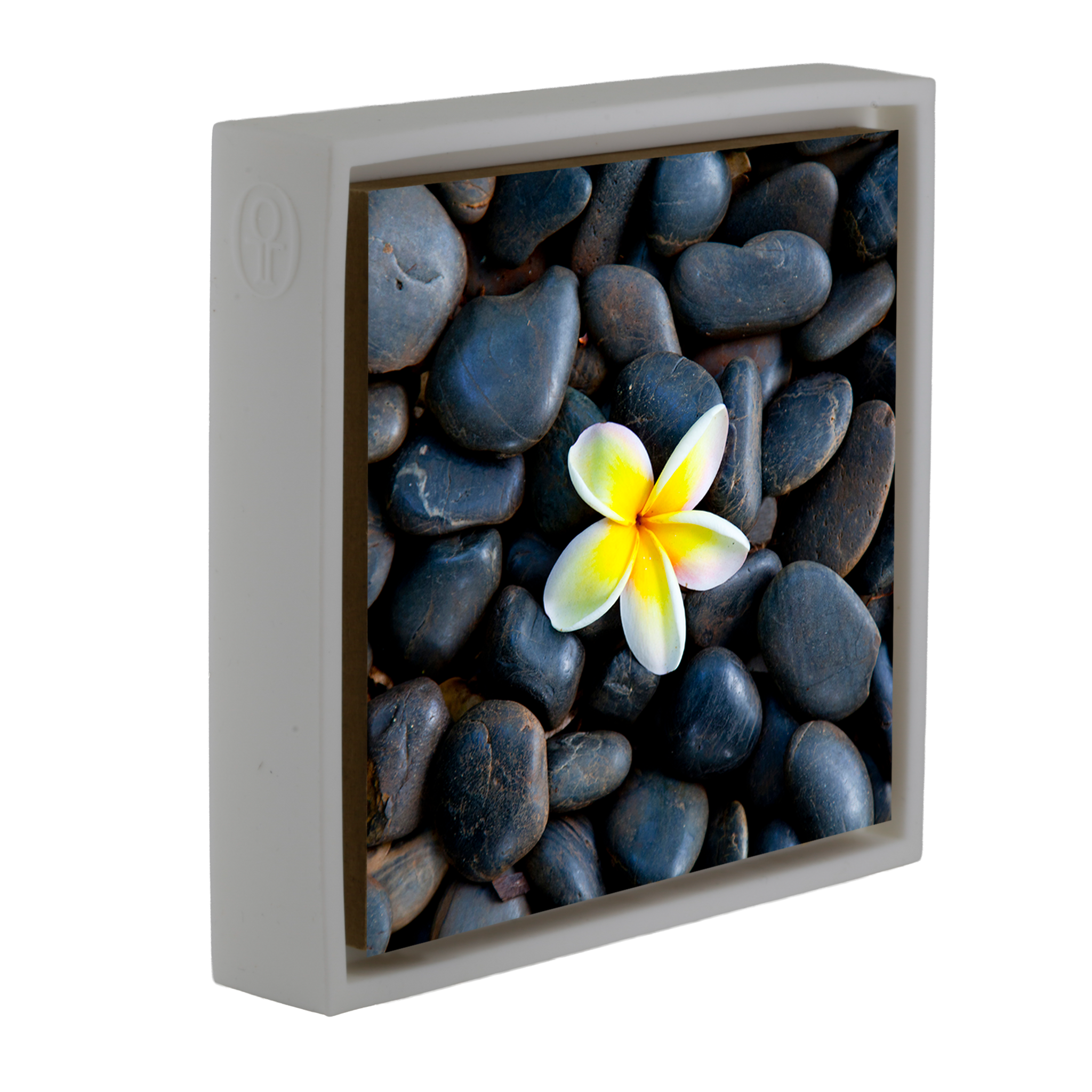 Plumeria Pebbles- White Wrapp