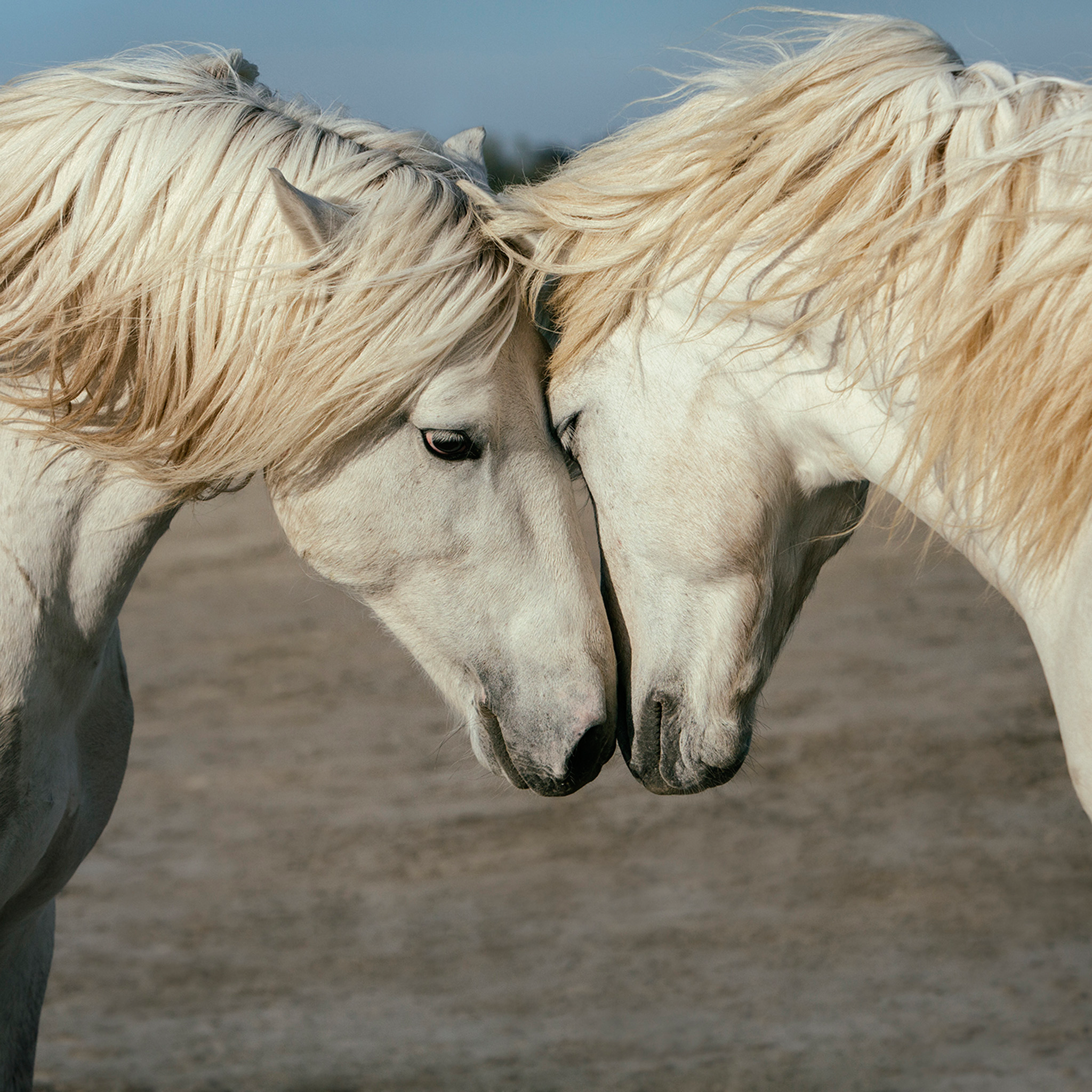 Horse Love- Collection: France