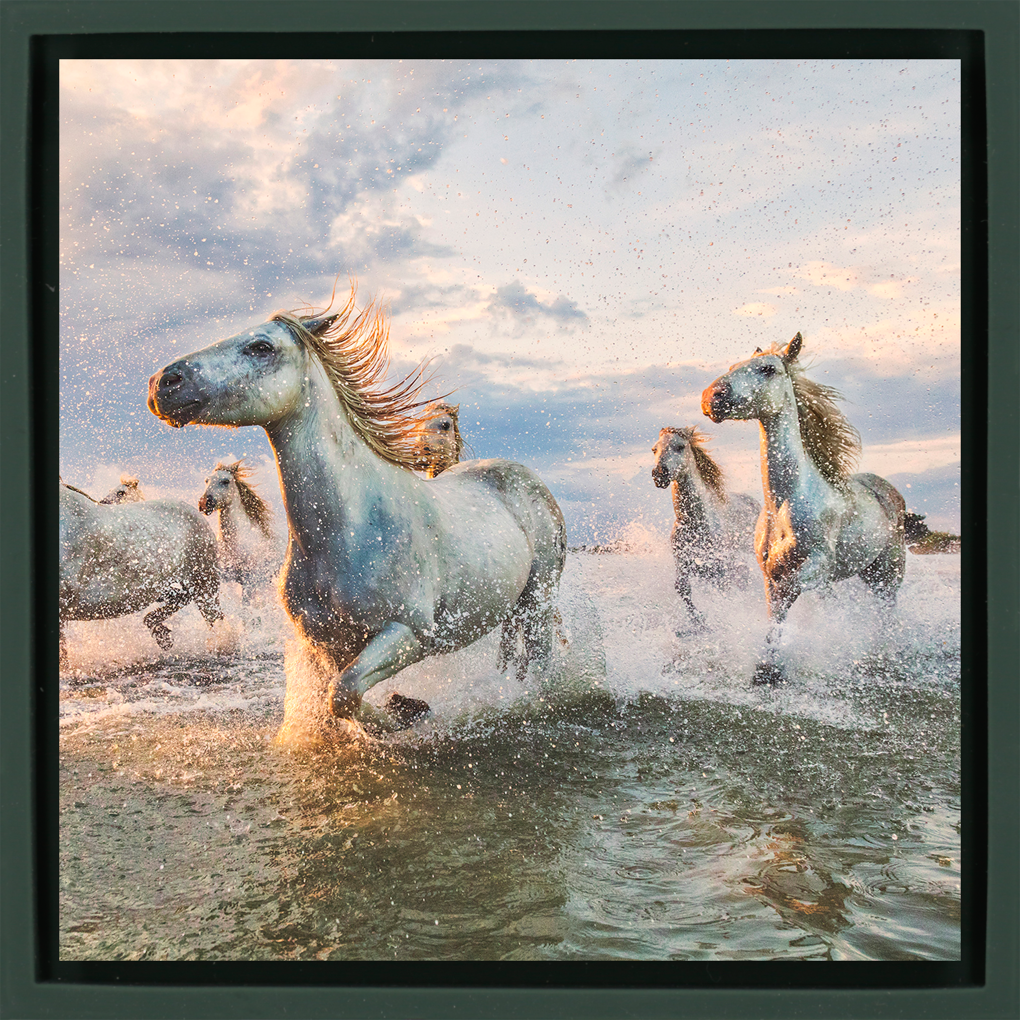 The White Horses of The Camargue France- Dark Green Wrapp