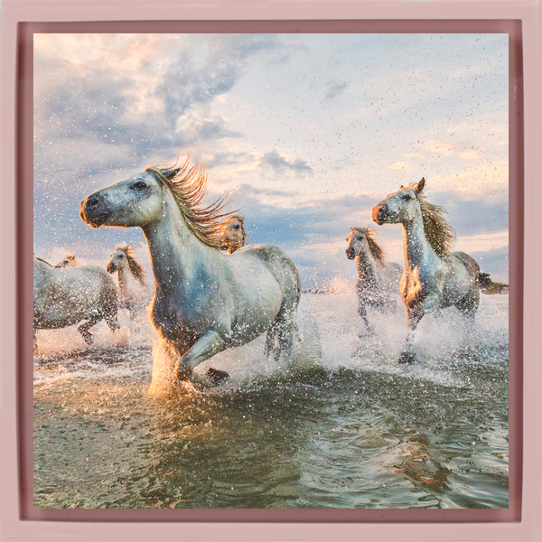 The White Horses of The Camargue France - Pink Wrapp