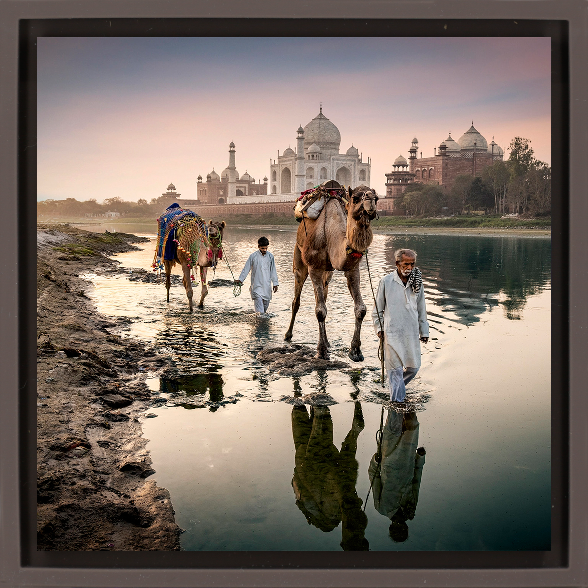 Camels Behind The Taj Mahal - Bruine Wrapp