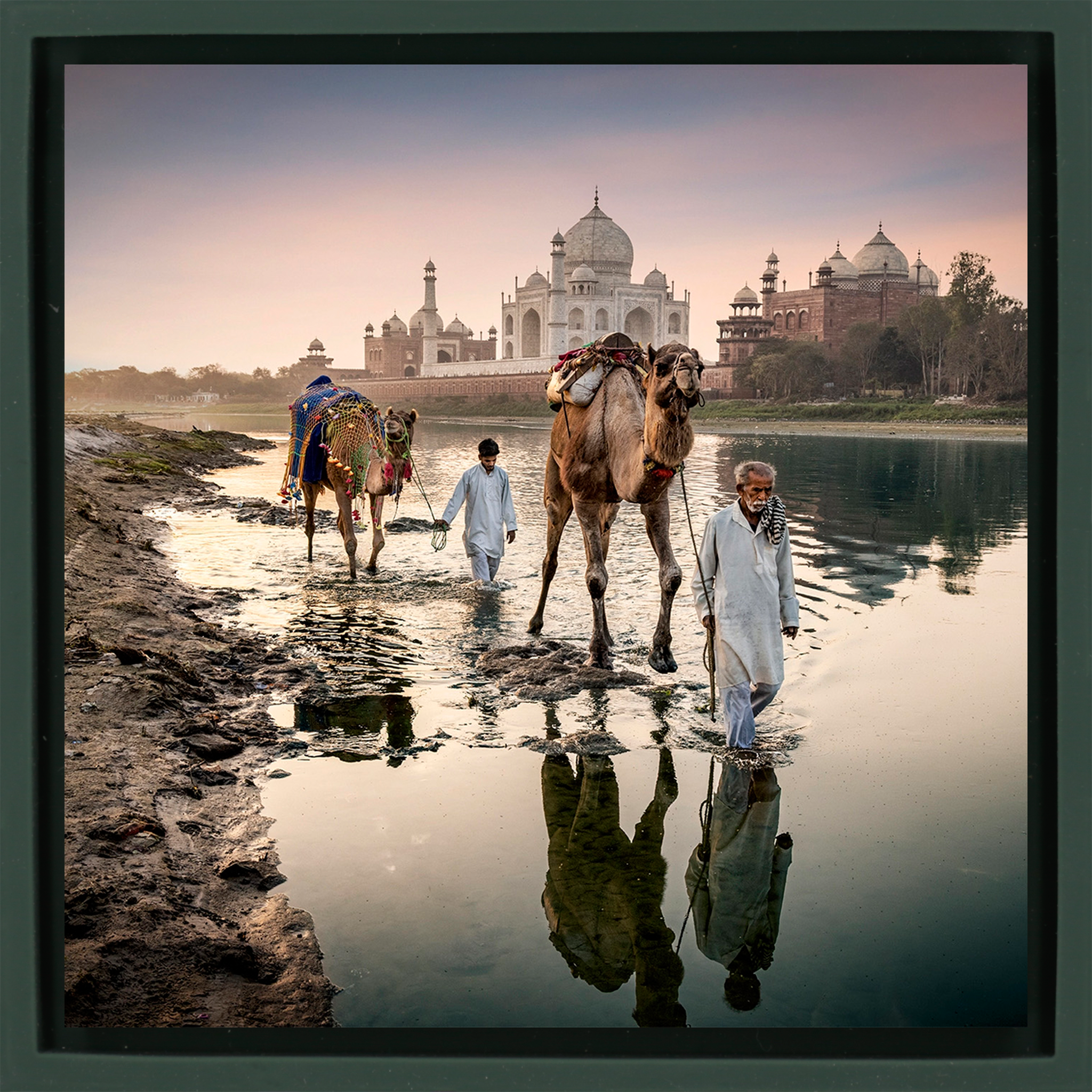 Camels Behind The Taj Mahal - Donkergroene Wrapp