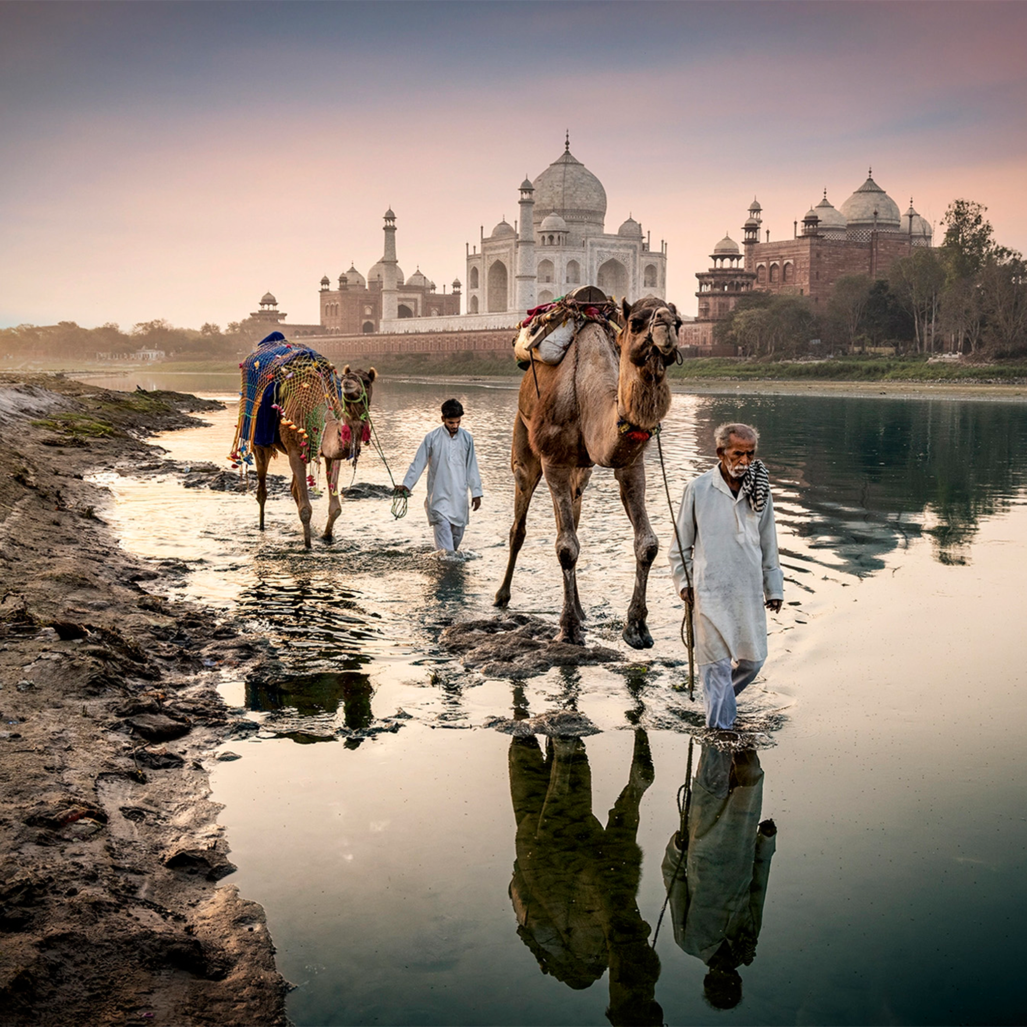 Camels Behind The Taj Mahal- Collection: India