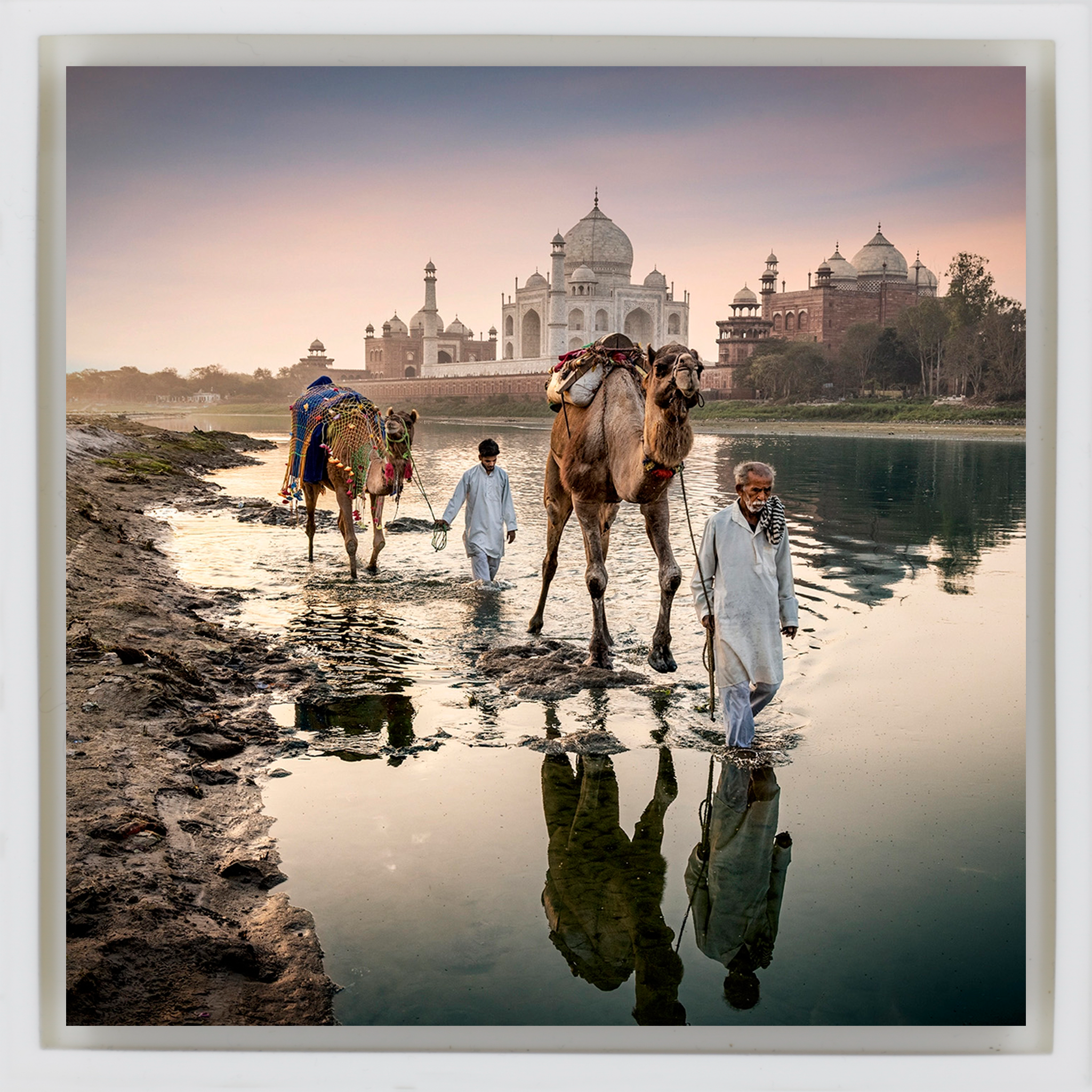 Camels Behind The Taj Mahal - Witte Wrapp