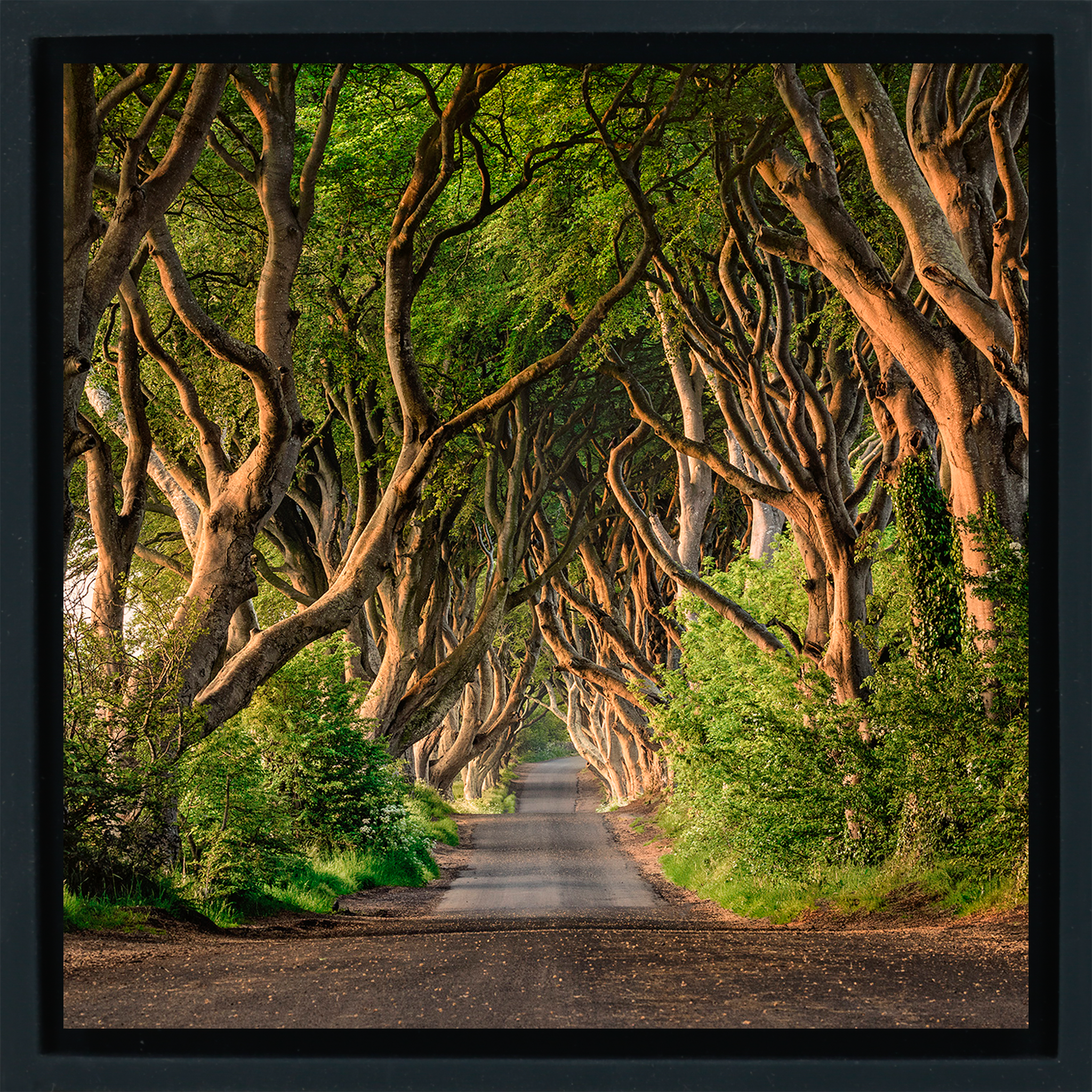 The Dark Hedges of Ireland - Zwarte Wrapp