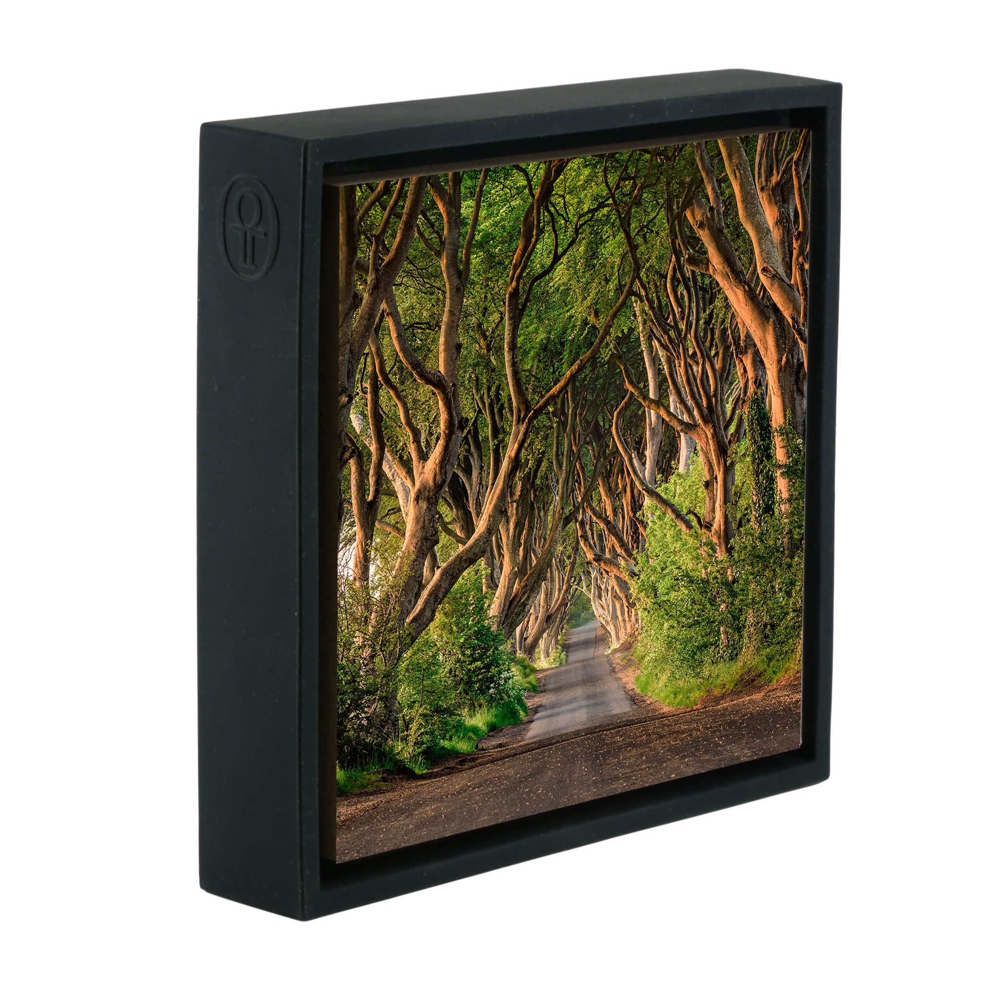 The Dark Hedges of Ireland - Zwarte Wrapp