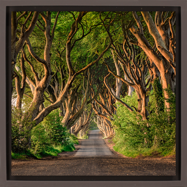 The Dark Hedges of Ireland - Braune Wrapp