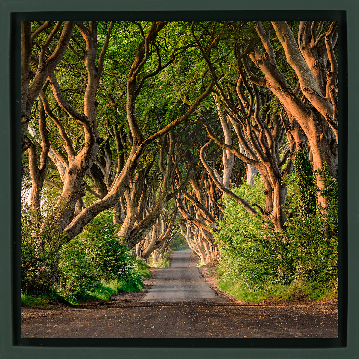 The Dark Hedges of Ireland