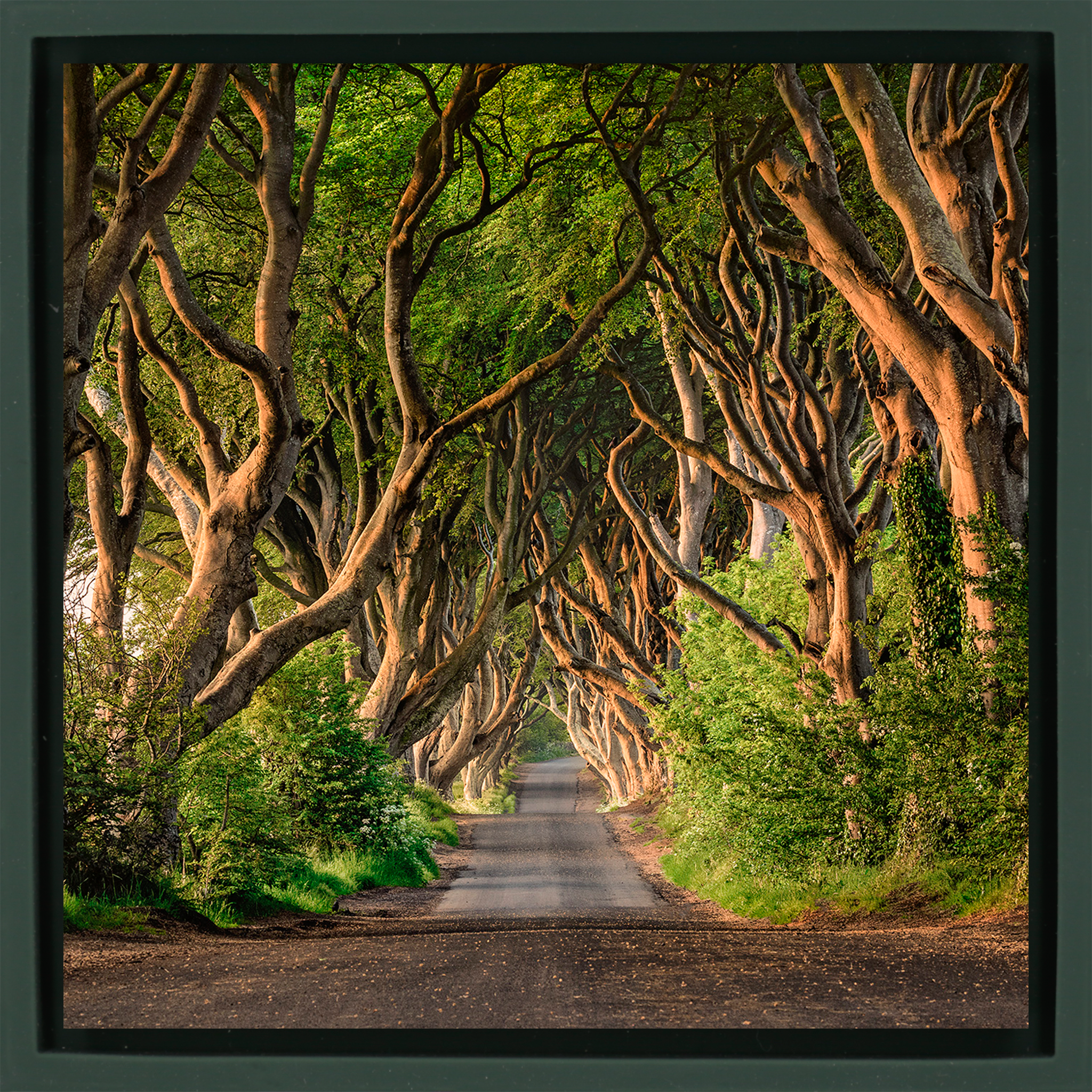 The Dark Hedges of Ireland - Donkergroene Wrapp