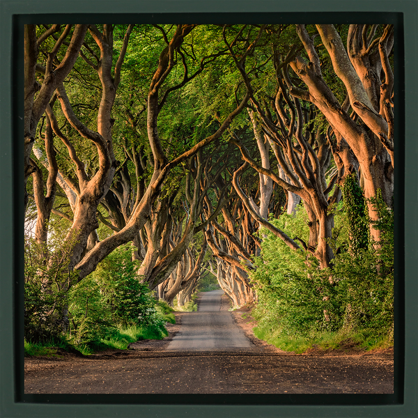 The Dark Hedges of Ireland - Dark Green Wrapp
