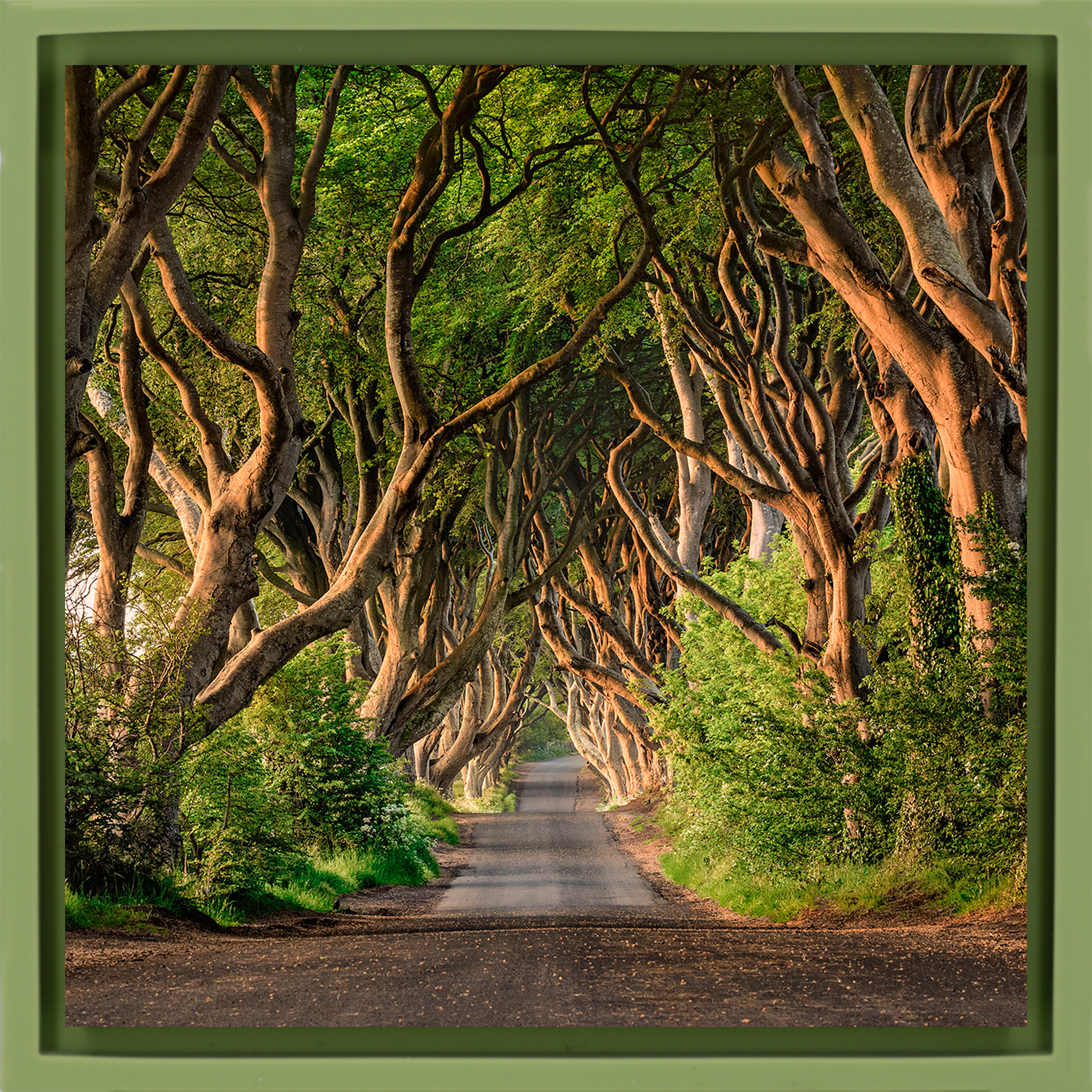 The Dark Hedges of Ireland- Light Green Wrapp