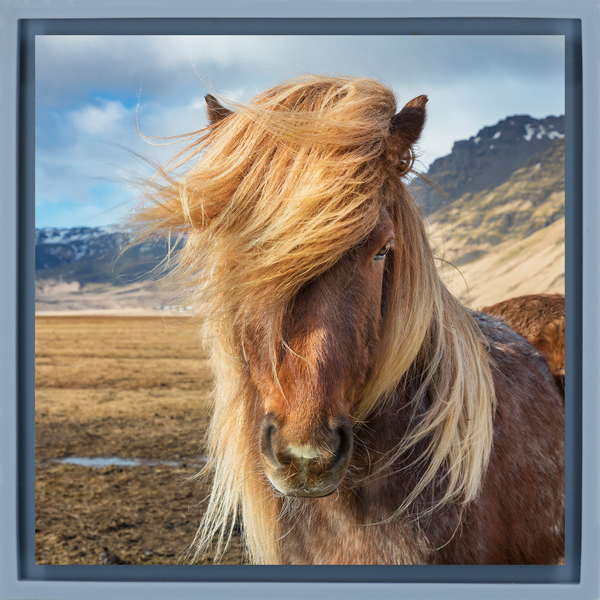 Icelandic Pony - Light Blue Wrapp