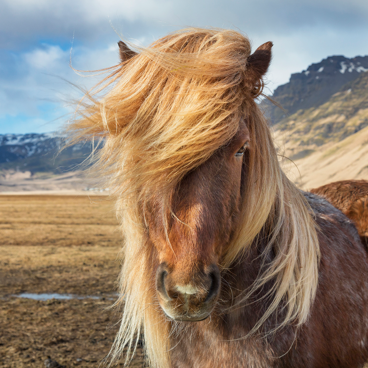 Icelandic Pony - Kollektion: Island