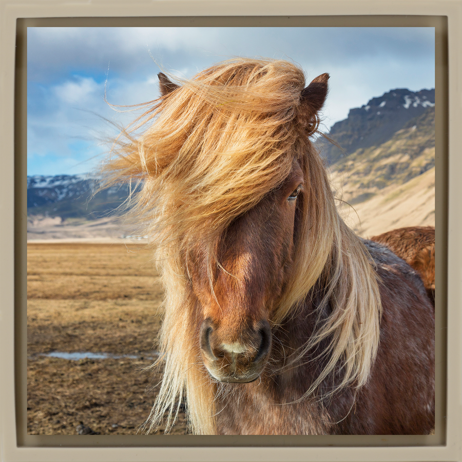 Icelandic Pony - Sand Wrapp