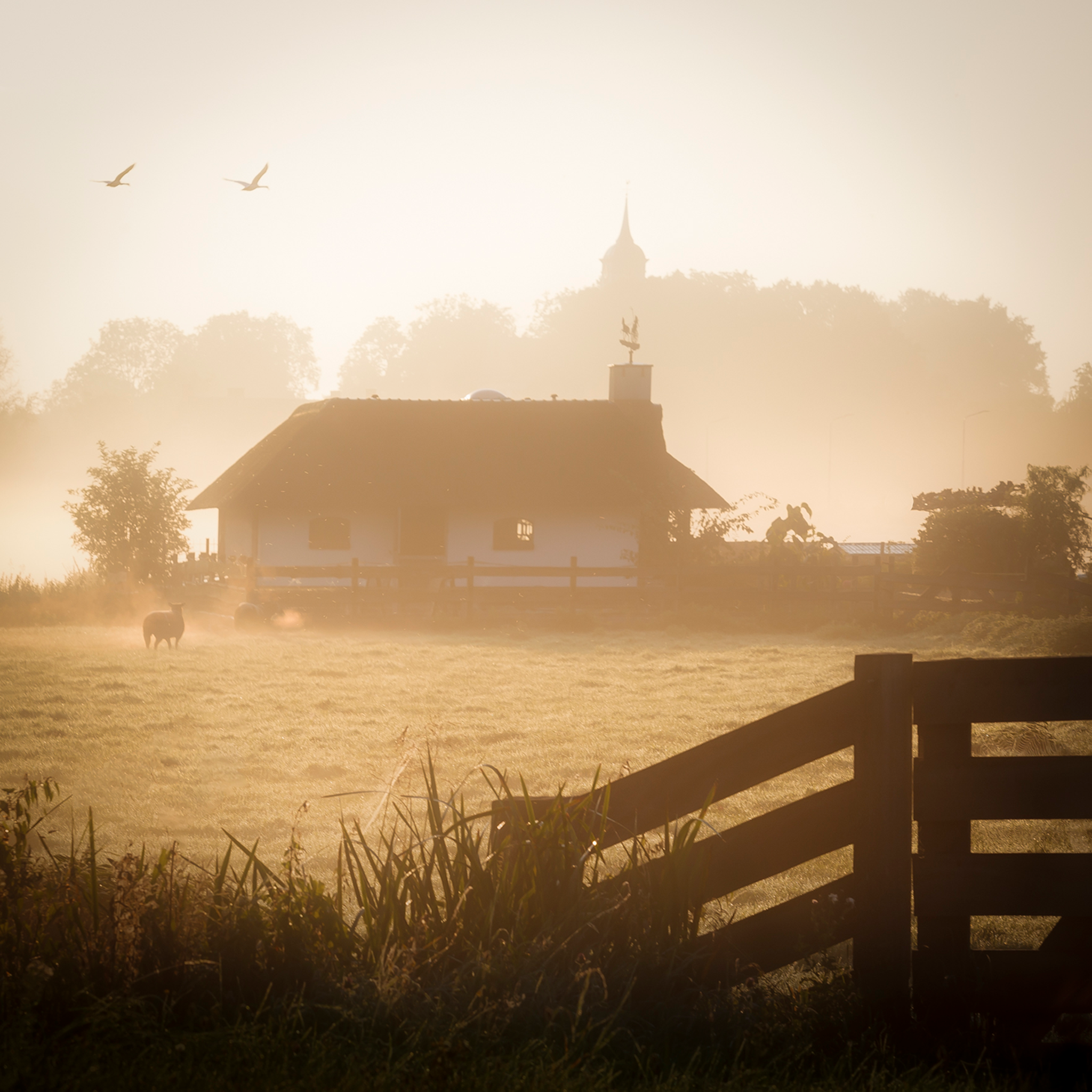 Ouderkerk Farmhouse- Collection: The Netherlands