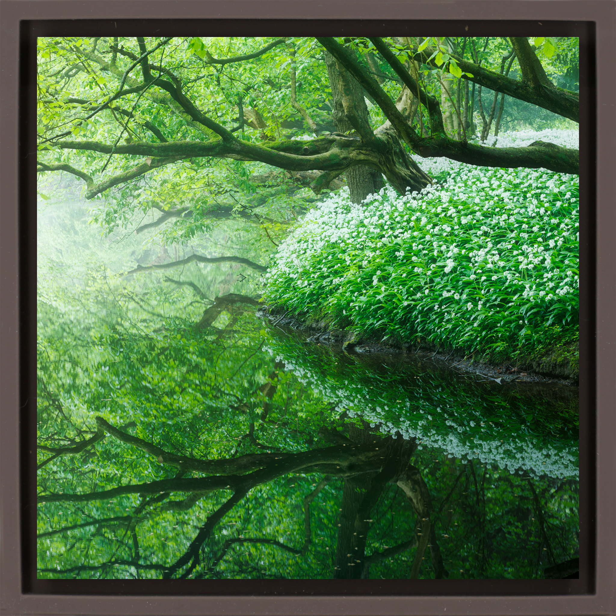 Reflections of the Amsterdamse Bos - Bruine Wrapp