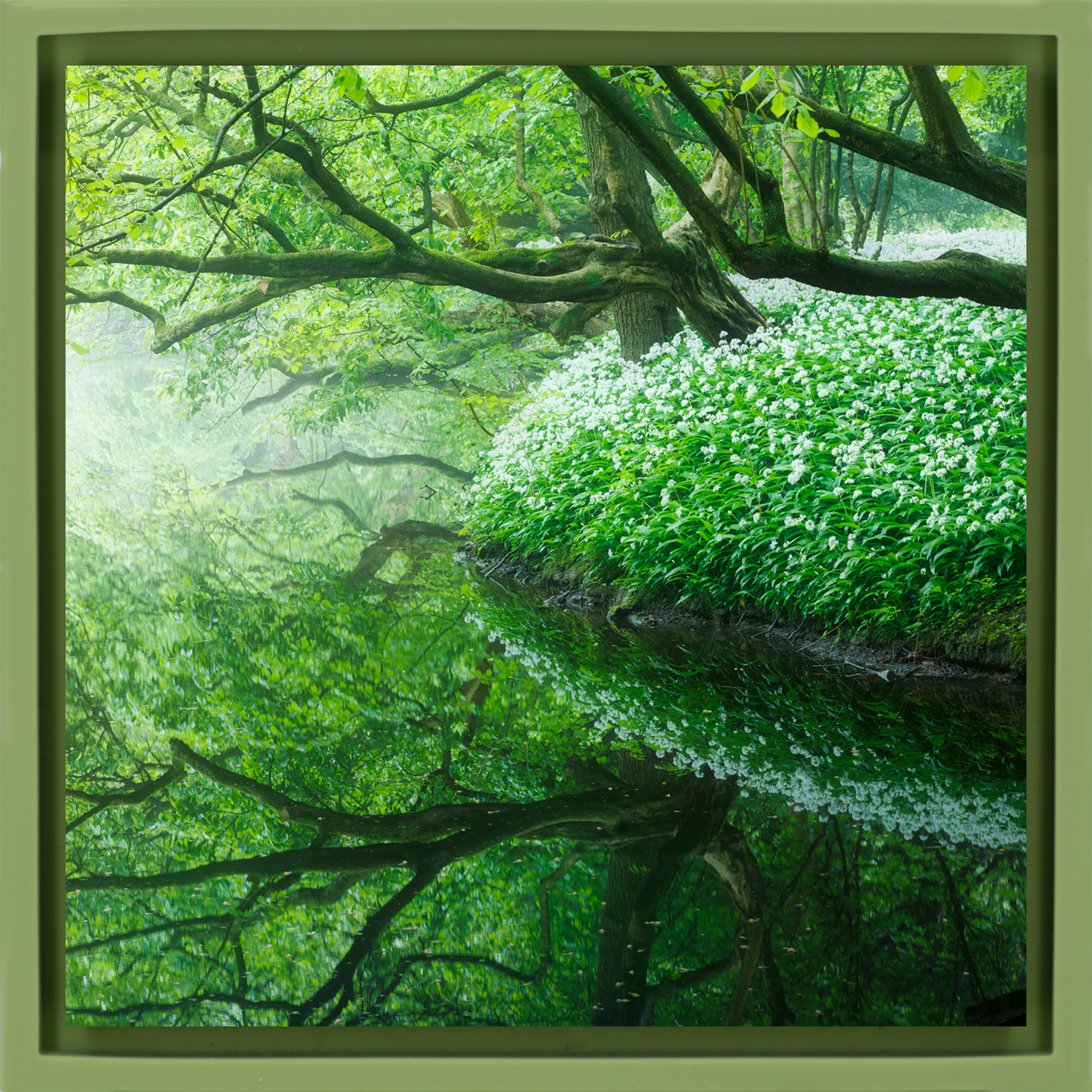 Reflections of the Amsterdamse Bos - Lichtgroene Wrapp